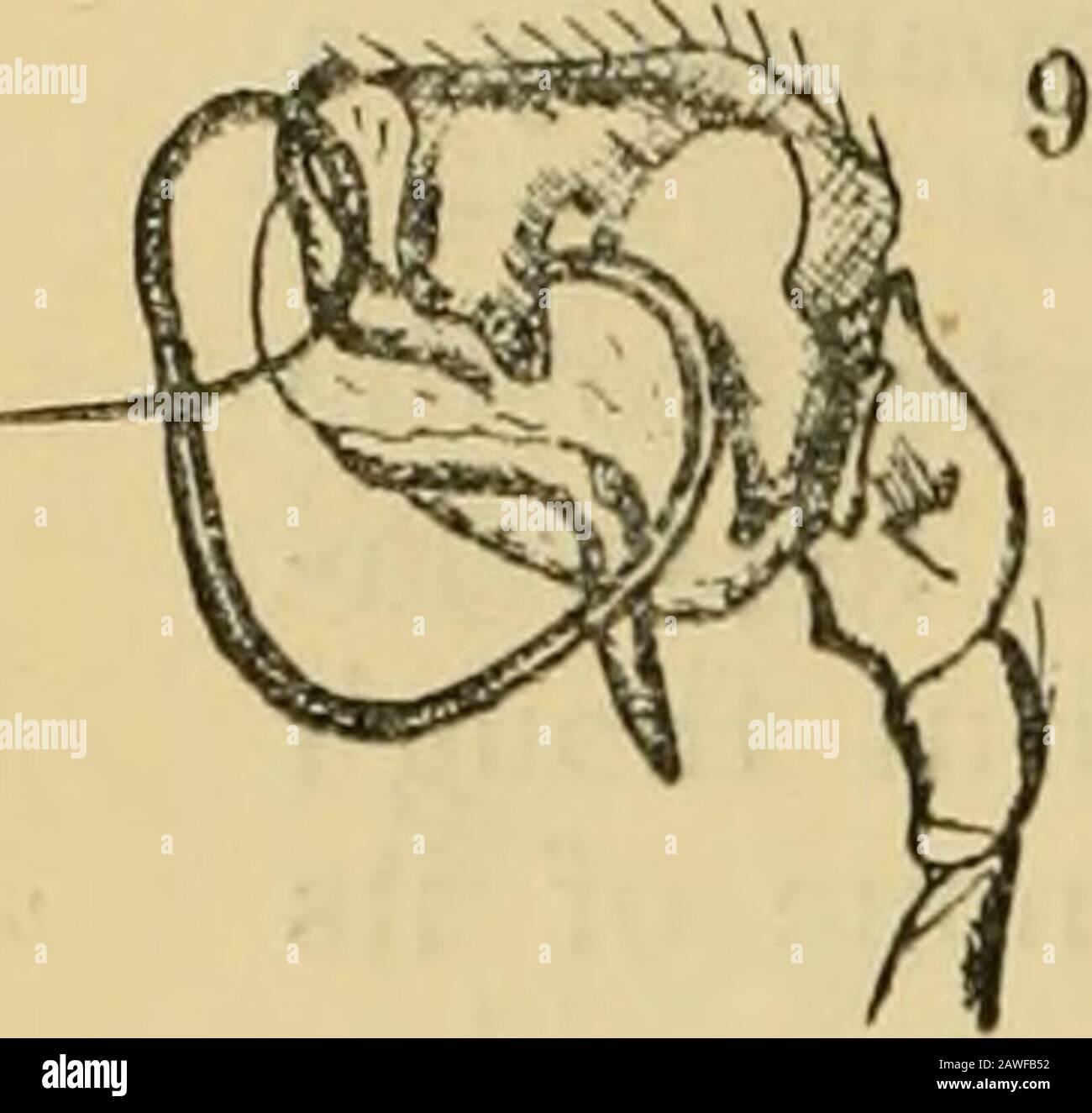 The Annals and magazine of natural history; zoology, botany, and geology . onths of thisyear. Full descriptions of the species are given by theauthors referred to in the above synonymy. A few structuralfigures may assist British students of spiders to discoverfresh localities for it. Aspects of the male palp somewhat * Simon, Arachn. France, ii. pp. 115-6. t Verb., zool.-bot. Gesell. Wien, xxvii. (1877) pp. 757-9.  Emerton, Trans. Conn. Acad. viii. (1890) pp. 197-200, pi. viii.figs. 1-1 n. A. califomica, Banks (Journ. N. Y. Ent. Soc. iv. (1896)pp. 89-90), seems a nearly allied form. § E. Simo Stock Photo