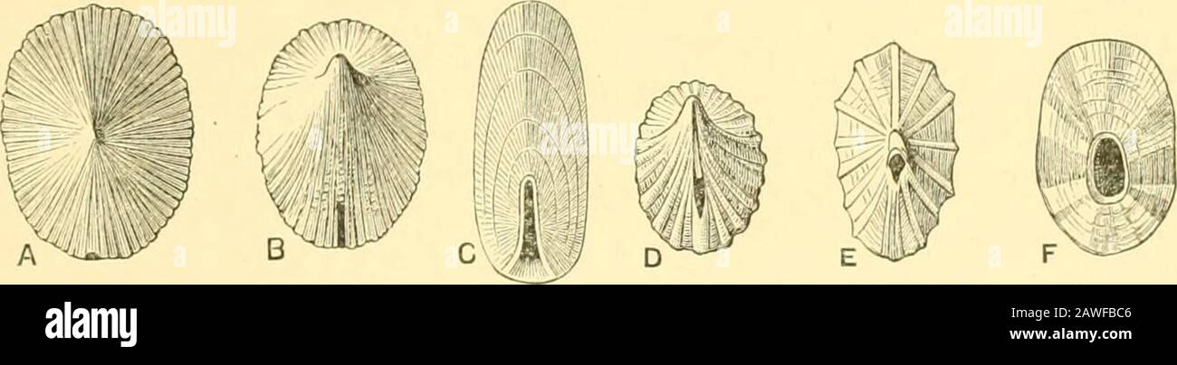 The Cambridge natural history . lid pillar of shellround which the whorls are coiled (Fig. 177), the lower, or anterior portion of whichalone is usually visible. IX THE SLIT 265 whole spire (see Fig. 177, which also shows liow successive freshgrowths have thickened the columella). The whorls may be wound in a spiral, which is either hollow,as in Solarmni, or quite compact, as in Olira, Terehra, Cypraca,with every possible intermediate grade. This concavity, whichvaries in depth aiid wddth, is known as tlie umhilicvs, and shellsare accordingly spoken of as deephj (e.g. most Trochidae andNaticid Stock Photo