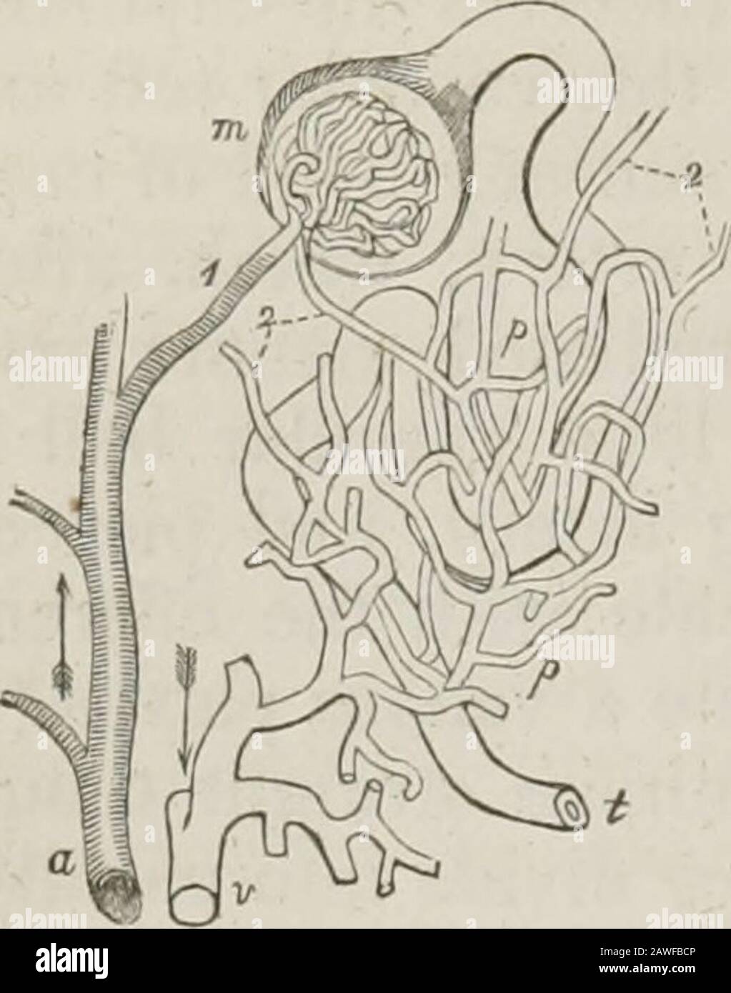 A system of human anatomy, general and special . metimestwo ureters to one kidney. The ureter, the pelvis, the infundibula,and the calices are composed of two coats, an external or fibrouscoat, the tunica propria; and an internal mucous coat, which is con-tinuous with the mucous membrane of the bladder inferiorly, andwith the tubuli uriniferi above. Vessels and Nerves.—The renal artery is derived from the aorta;it divides into several large branches before entering the hilus, andwithin the organ ramifies in an arborescent manner, terminating innutrient twigs, and in the small inferent vessels Stock Photo