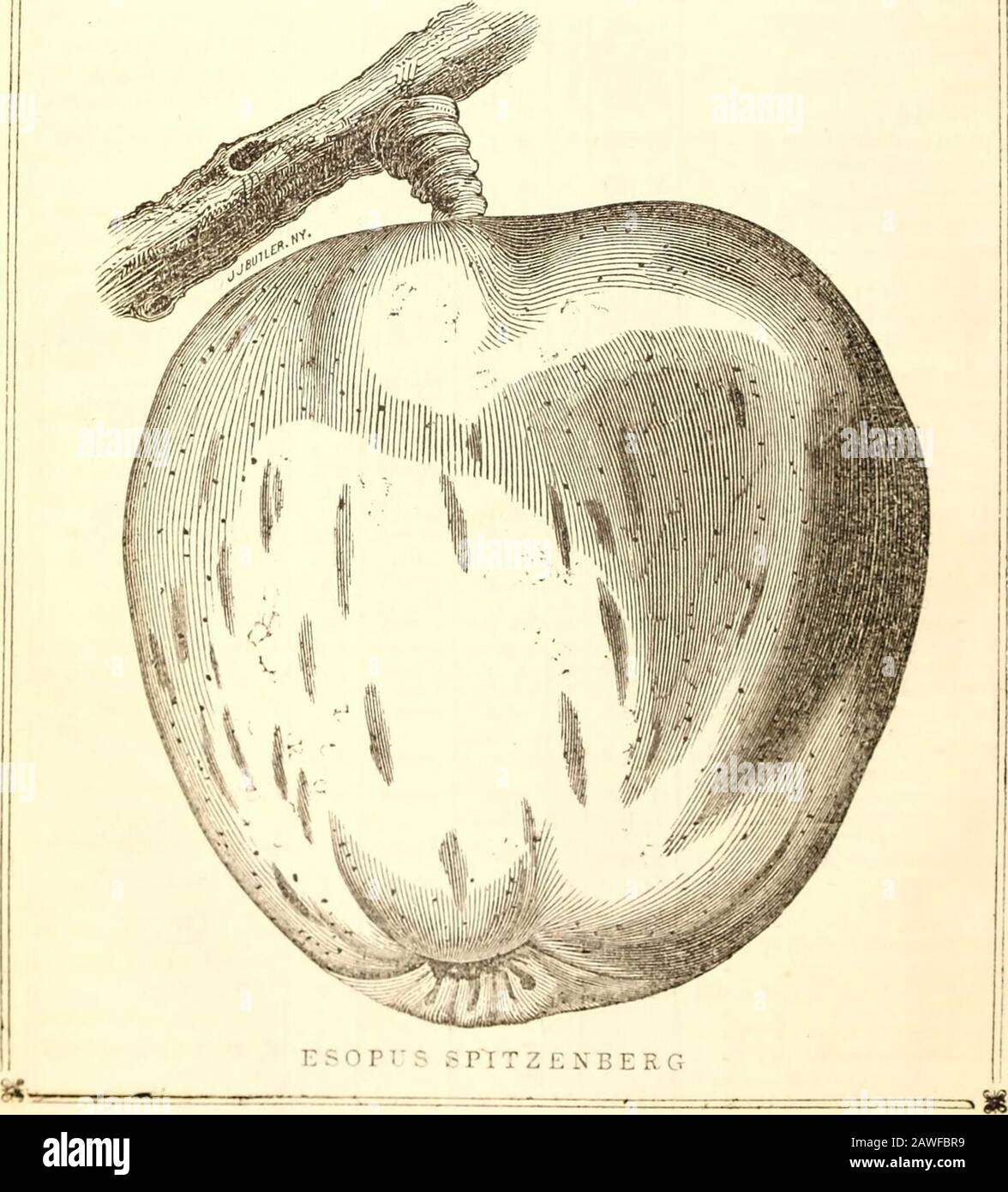 Catalogue of fruit and ornamental trees, shrubs, vines and plants : cultivated and for sale at the commercial garden and nursery of Parsons & Co., Flushing, Long Island, near New-York . sh stained with red. 127 Bloody Swaar - - - 12 to 3 L y. round T V. P. Superior. 128 Talmans Sweeting 11 to 4 M y- round K V. P. For stock. 129 Tifts Sweeting 11 to 2 130 Tewksbury Winter Blush lto7 s y- round T Yery durable. 131 Titus Pippin 132 Turn Off Lane - 133 Twenty Ounce - 11 to 2 L g. str. r. round T Y. P. J. Showy and 134 i Cayuga Apple excellent. Wells Sweeting 11 tol M P- g- round T Good and sweet. Stock Photo