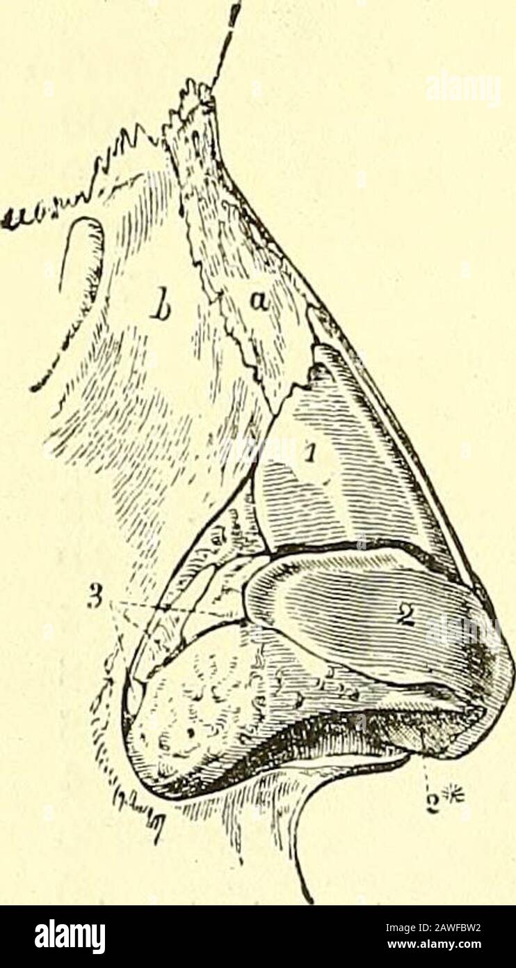 Fenestra Vestibuli High Resolution Stock Photography and Images Alamy