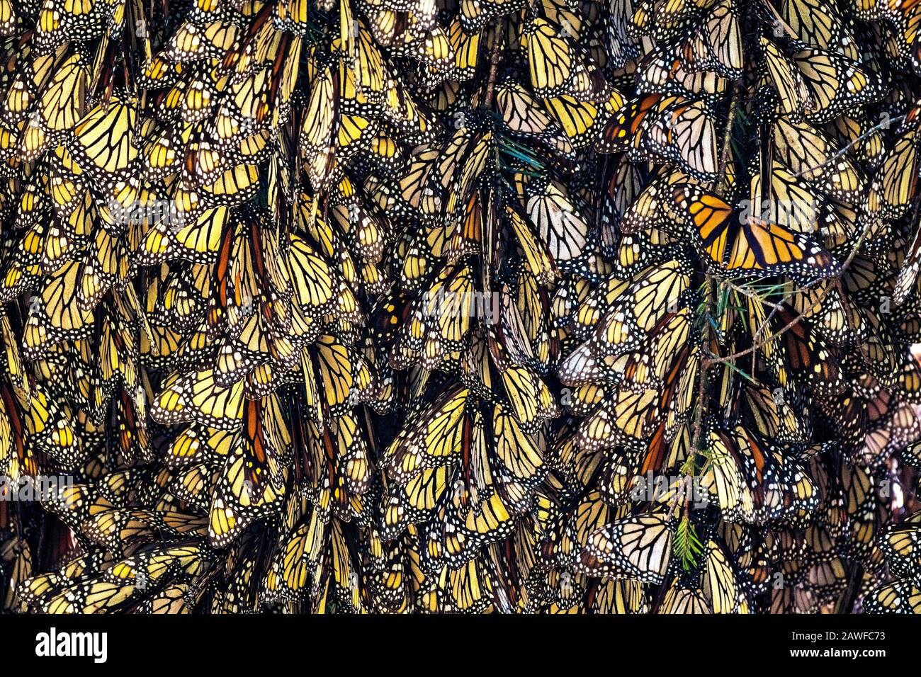 Monarch butterflies mass together as they over-winter in the Sierra Chincua Biosphere Reserve January 20, 2020 near Angangueo, Michoacan, Mexico. The monarch butterfly migration is a phenomenon across North America, where the butterflies migrates each autumn to overwintering sites in Central Mexico. Stock Photo