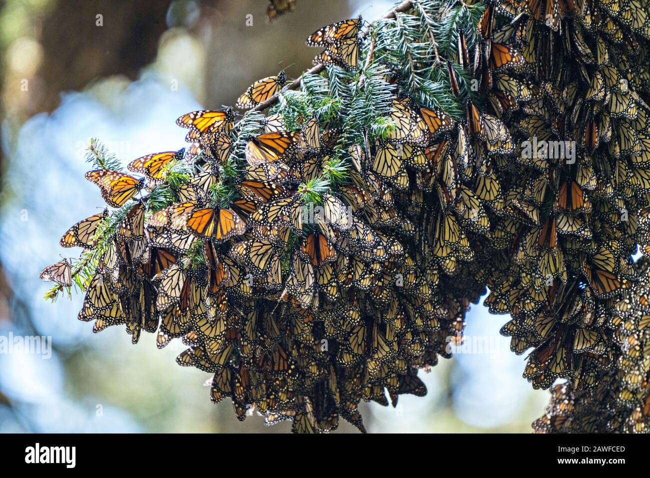 Monarch butterflies mass together as they overwinter in the Sierra Chincua Biosphere Reserve