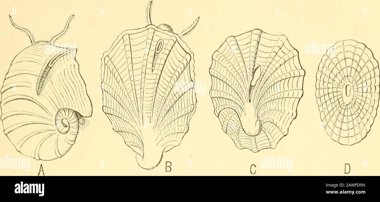 The Cambridge Natural History Fig 170 Development Of Coecum A Showing The Gradual Formation Ofsepta Ape X Ap Aperture Ss Lirst Se Tuni Ss Second Septum After De Folin B Adult Form
