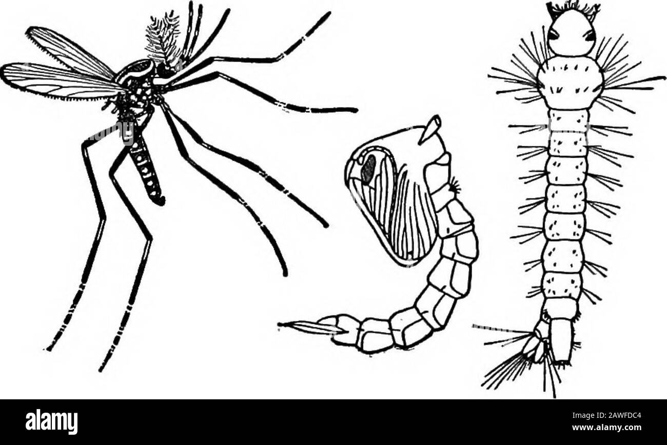 Productive farming . water when at rest is parallel to the surface of thewater, while the resting position of the common mosquitowriggler is nearly perpendicular to the surface of the water(Fig. 125). When the adult malarial mosquito is attackinga person the body is nearly perpendicular to the surfaceattacked; while with the common mosquito it is nearly levelwith the surface (Fig. 126). Yellow fever is also spread by mosquitoes of a particularU 210 PRODUCTIVE FARMING group (Fig. 127). This is a common form in the South.The bodies of the insects are striped with bands of blackand white. By remo Stock Photo