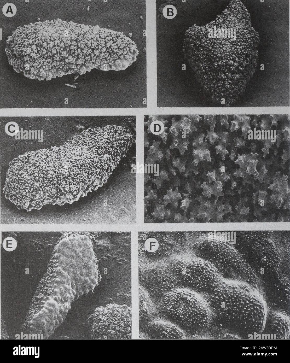 Annals of the South African MuseumAnnale van die Suid-Afrikaanse Museum . Fig. 4. Scleranthelia thomsoni Williams, 1987a. A. An entire colony; scalebar =10 mm. B. A single anthostele with anthocodia retracted, 12 mm length.C. Three anthocodial sclerites. D. Four sclerites from the spiculiferous mesoglealmatrix contained in the basal interior of the polyps. C-D. Scale bar = 0,2 mm.E. Five plate-like sclerites from anthostelar wall, sclerite at left shows outer surface,other four sclerites show inner surface; scale bar = 0,5 mm. 264 ANNALS OF THE SOUTH AFRICAN MUSEUM. Fig. 5. Scanning electron m Stock Photo