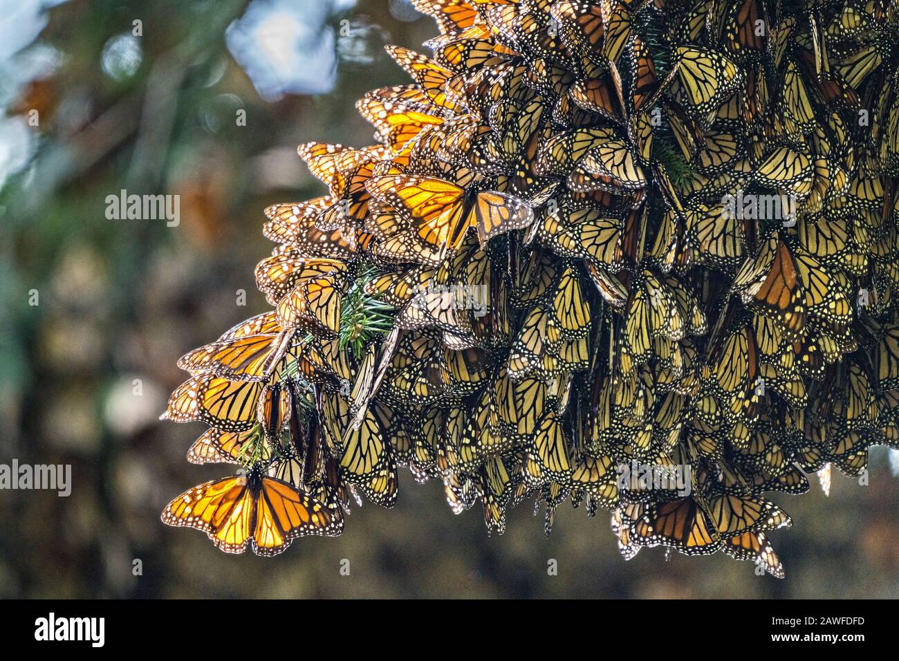 Monarch butterflies mass together as they over-winter in the Sierra Chincua Biosphere Reserve January 20, 2020 near Angangueo, Michoacan, Mexico. The monarch butterfly migration is a phenomenon across North America, where the butterflies migrates each autumn to overwintering sites in Central Mexico. Stock Photo