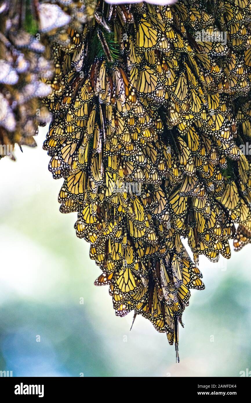 Monarch butterflies mass together as they over-winter in the Sierra Chincua Biosphere Reserve January 20, 2020 near Angangueo, Michoacan, Mexico. The monarch butterfly migration is a phenomenon across North America, where the butterflies migrates each autumn to overwintering sites in Central Mexico. Stock Photo