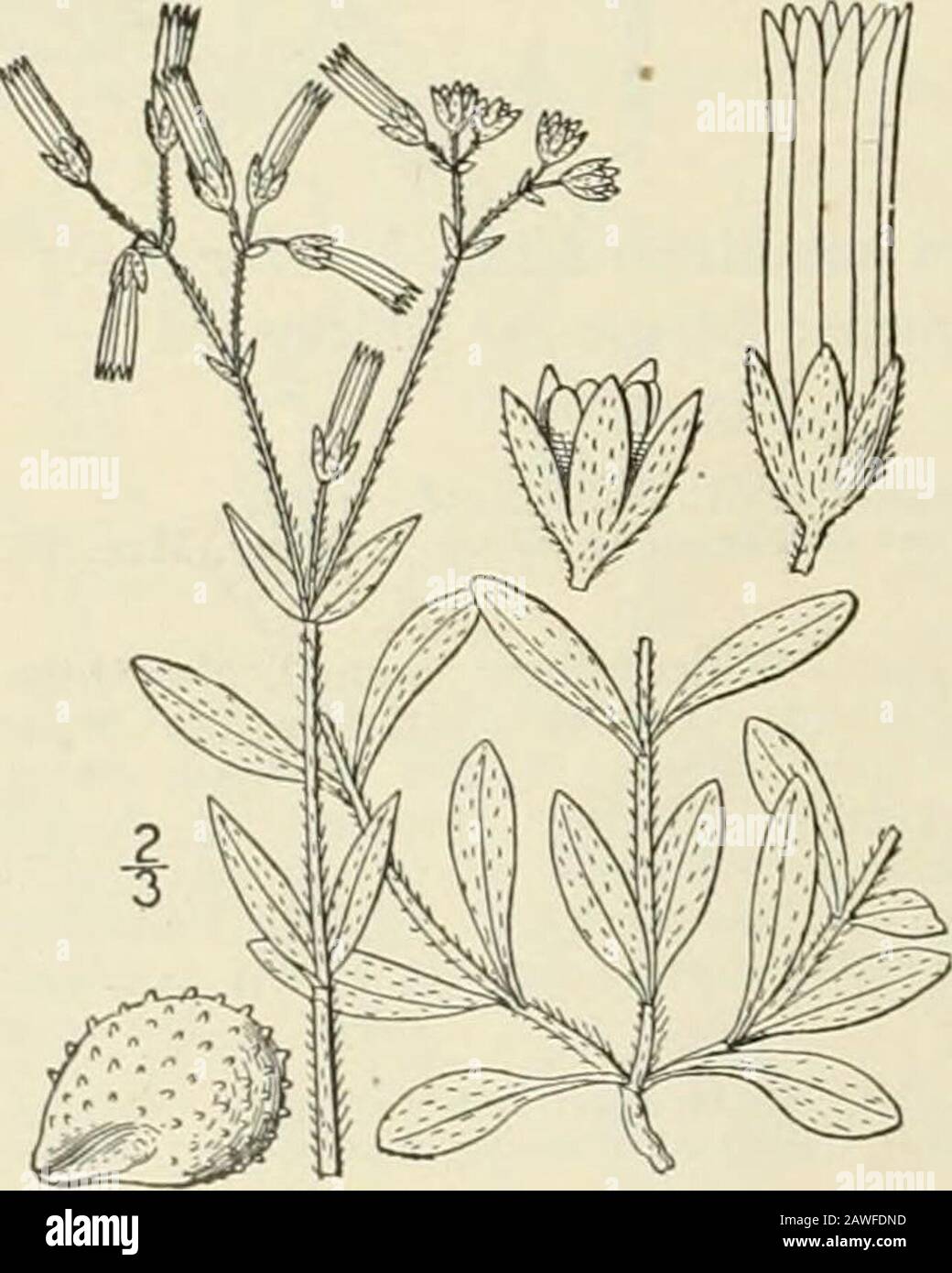 An illustrated flora of the northern United States, Canada and the British possessions : from Newfoundland to the parallel of the southern boundary of Virginia and from the Atlantic Ocean westward to the 102nd meridian; 2nd ed. . 5. Cerastium brachypodum (Engchii.) Robinson. Short-stalked Chickweed. Fig. 1767. Cerastium nutans var. brachypodum Engelm. ; A. Gray, Man. Ed. 5, 94. 1867.Cerastium brachypodium Robinson; Britton, Mem. Torr. Club 5: 150. 1894.Cerastium brachypodium compactum Robinson, Proc. Am. Acad. 29: 278. 1894. Annual, light green, viscid-pubescent or pu-bcrulent all over, stems Stock Photo