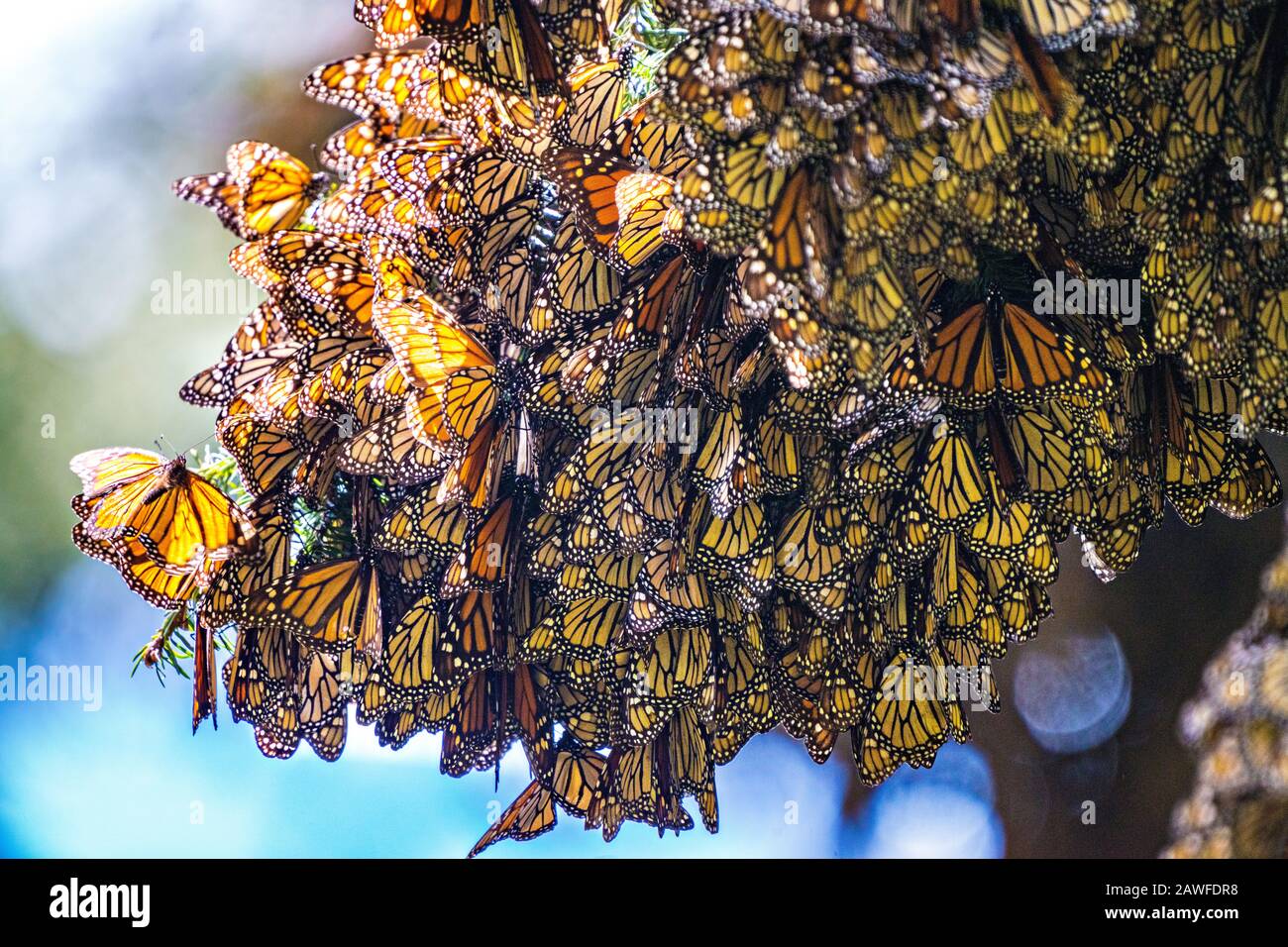 Monarch butterflies mass together as they over-winter in the Sierra Chincua Biosphere Reserve January 20, 2020 near Angangueo, Michoacan, Mexico. The monarch butterfly migration is a phenomenon across North America, where the butterflies migrates each autumn to overwintering sites in Central Mexico. Stock Photo