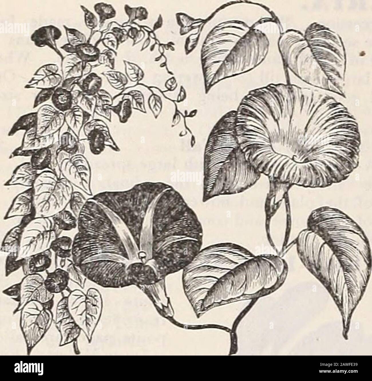 Dreer's 72nd annual edition garden book : 1910 . CO]YOI.VrLrS Momi„gGloryi. Major, or Climbing N arieties. Deservedly very popular, as they are one of themost free-flowering and rapid-growing plants in cul-tivation, thriving in almost any situation; the beautyand delicacy of their brilliant flowers are unsur-passed. Soaking the seeds in warm water for anhour or two hastens germination; annuals; 15 feet.(See cut.) PER PKT. 20(30 Mixed. All colors. Peroz., ].5 cts .. 520G1 Double Flowering. About 80 percent, of the seedlings will produce doubleflowers, the remainder semi-double or single. Per o Stock Photo