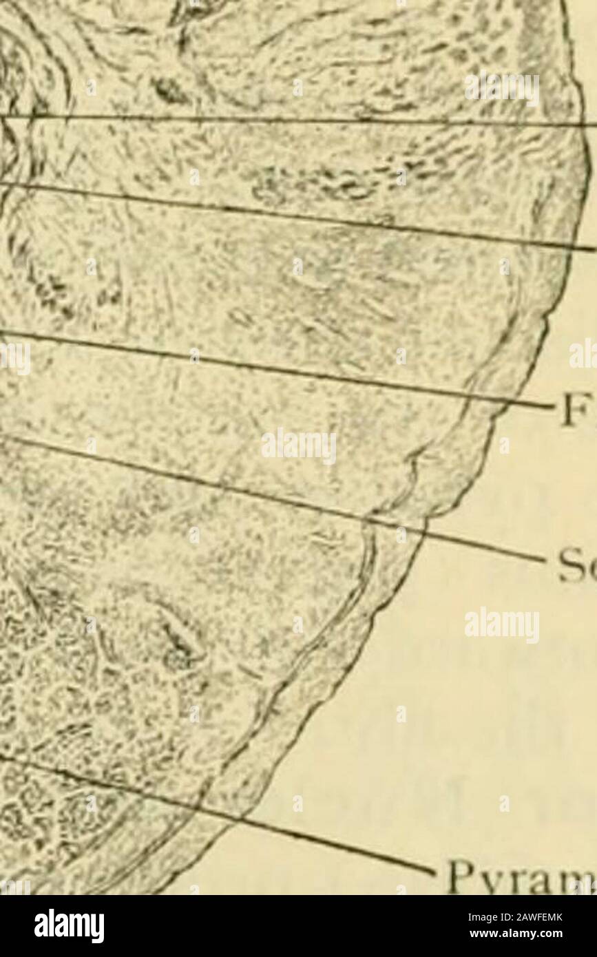 Human anatomy, including structure and development and practical