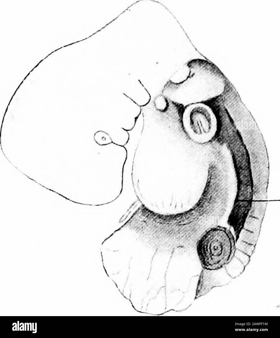 Whichat Humanembryo hi-res stock photography and images - Alamy