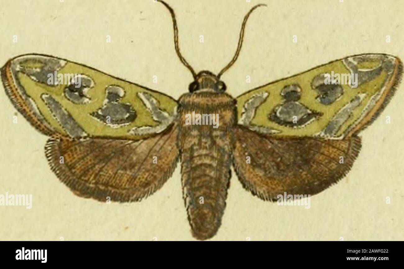 Favnae insectorvm Germanicae initia, oder, Deutschlands Insecten . 606. Spec. Inf. T. II. n. 91. p. 226. Mant. Inf.T. II. n. 172. p. 161. Ent. fyft. T, V. n. 220, p. 7*?. Pbalaena ISoctua Cbryßtu: fpirilingius criftata, alis deflexis fuperioribus orichal-ceis: fafcia grifea. Ltnn. Syft. Nat. n. 126. p. 843- ed. XIH. n. 126. P.2J54.Fn. Siiec. n. 1169. Syß. Verz.. d. W. Schmet. n. 2. p. 9z, Geoffr. Inf. T. II. n. 79 p. 159. ISfaturforfcber VI. p. 79. tab. 5. fig. 5. 6. Efper eur. Schm. III. p. 79. tab. 109. fig. i — 5. Borkbaufen. eur. Schm. IV. n. 549. p. 767. 23 Die Raupe dicfer Eule findet ma Stock Photo
