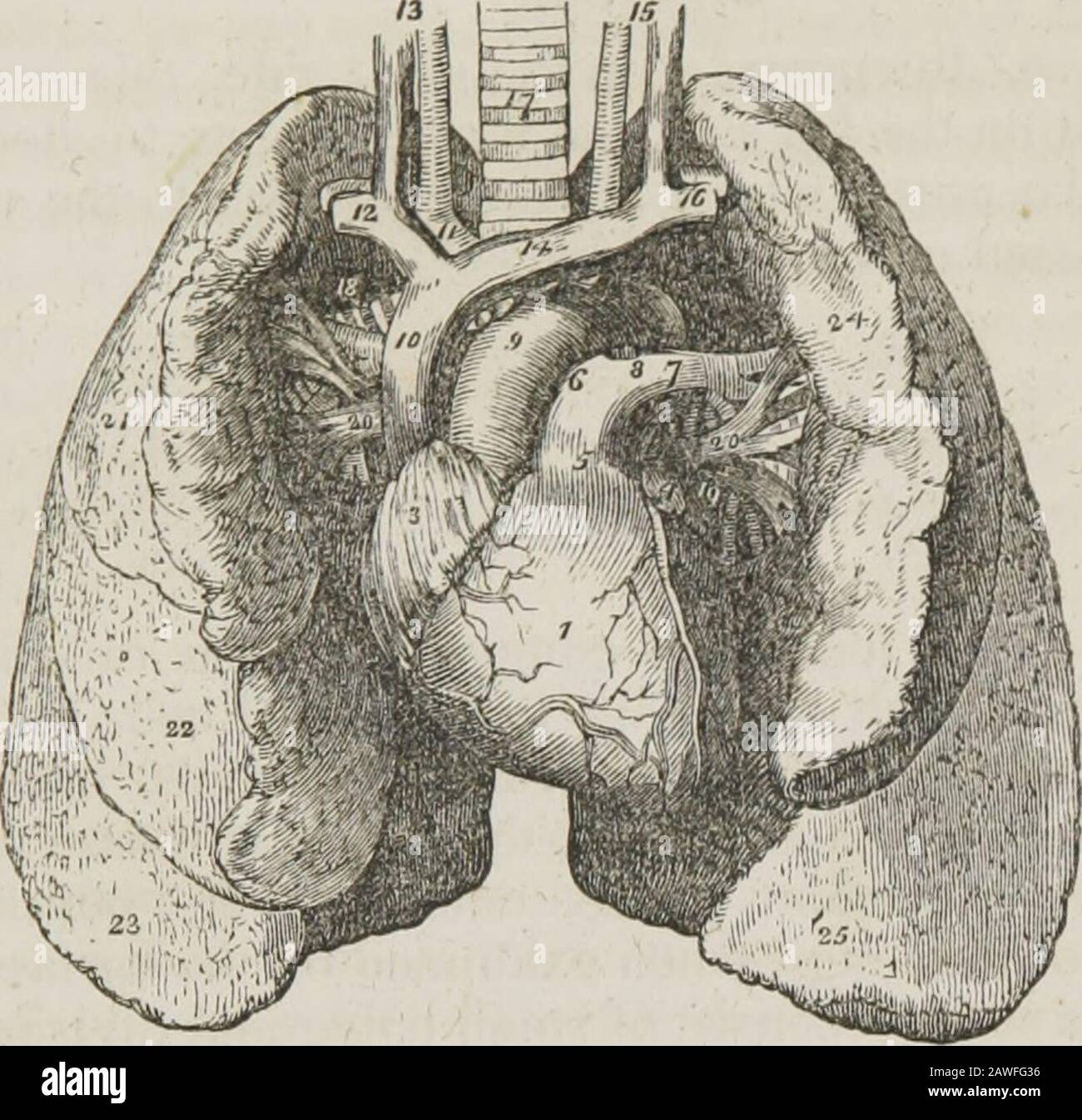 A system of human anatomy, general and special . re two conical organs, situated one on each