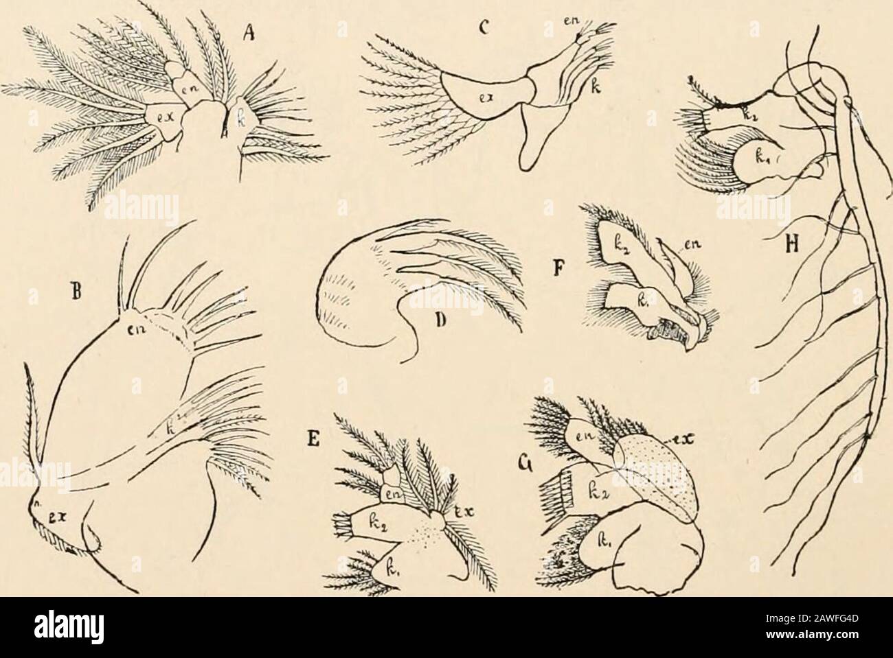 Text-book of comparative anatomy . to the protopodite, while the last tworepresent the joints of the endopodite. The feeler may here and there be wanting ;it is entirely wanting in the Cumacea (G). We see from the above review that among all Crustacea only the Ostracoda and 312 COMPARATIVE AX ATOMY CHAP. the Copepoda (more especially the latter) still retain in the structure of the man-dibles the original typical biramose form, since they alone retain the exopodite in theadult animal. d. The Anterior Maxillse (Fig. 212). These lie, in all Crustaceans, close to the mouth, and serve chieflyfor m Stock Photo