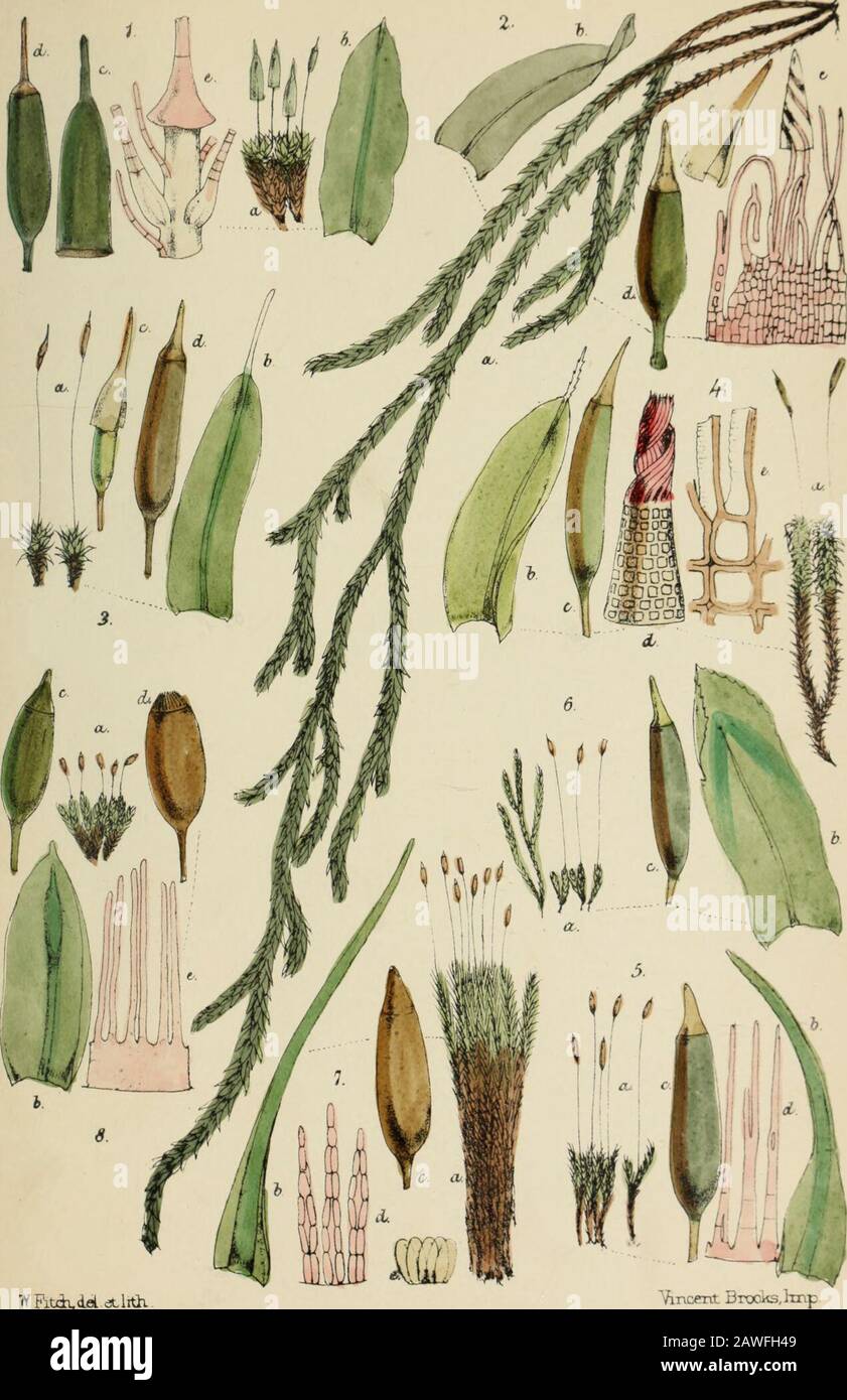Handbook of British mosses : comprising all that are known to be natives of the British Isles . f, magnified. c. veil, magnified. d. sporangium, magnified. e. portion of peristome and tip of columella, round which the tips of some of the teeth are wound, magnified. 3. Tortula muralis. a. plant, nat. size. c. sporangium and veil, magnified. b. leaf, magnified. d, sporangium with lid, magnified. 4. T. ruralis. a. plant, nat. size. c. sporangium, magnified. h. leaf, magnified. d. peristome, magnified. e. part of peristome, more highly magnified. 5. Leptotrichum homomallum. a. plant, nat. size. c. Stock Photo