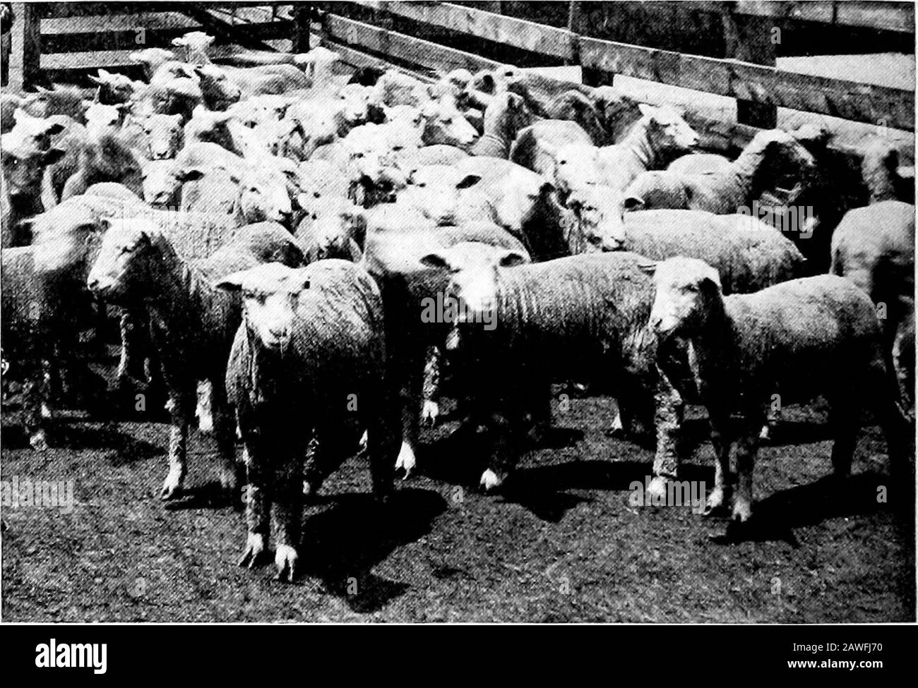 Castrated Black and White Stock Photos & Images - Alamy