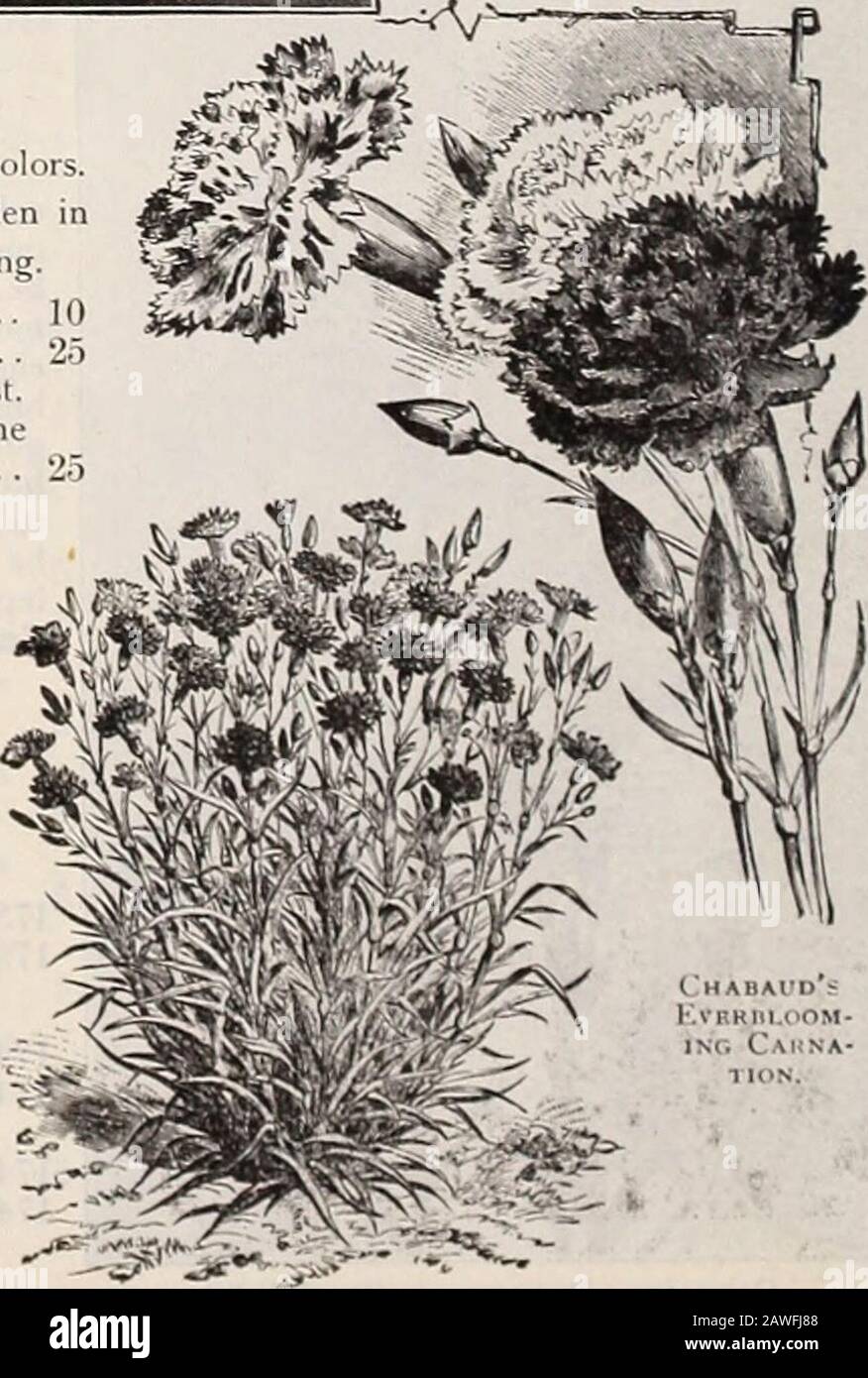 Dreer's 72nd annual edition garden book : 1910 . oz.. 40 cts r, GIANT MARGUERITE CARNATION. 1830 An improved strain, producing flowers of immense size, frequentlymeasuring 21 to 3 inches across. Strong, vigorous growers, andwonderfully free-flowering; mixed colors. J oz., 50 cts 10. i yon want the very beit in Alters, get those offered •&gt; page 55. IIINRTADREER^^HILADELPHIAPAm RELIABLE PLOWERSEfDS Stock Photo