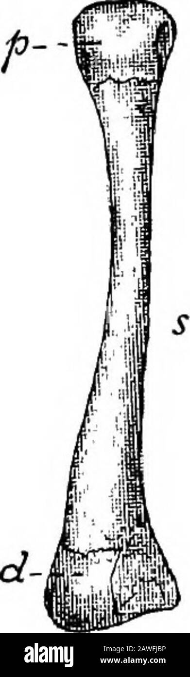 An introduction to the study of the comparative anatomy of animals . Fig. 4. A, Femur of the Frog. /, proximal; d, distal articulating surfaces; s,shaft. By Tibio-fibula, seen from below. ^, proximal ; d, distalarticulating surfaces; t, tibial half of the bone separated by a groovefromy^ the fibular half C, The right ankle and foot of the Frog, seenfrom below. This figure is drawn to a smaller scale than A and B.a, astragalus ; c^ calcaneum ; /—V, the five principal digits ; X, theminute accessory digit. (All the figures after Ecker.) phalanges of the toes. The first and second toes have twoph Stock Photo