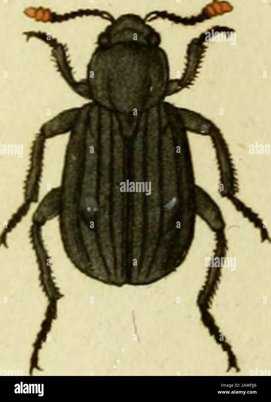 Favnae insectorvm Germanicae initia, oder, Deutschlands Insecten . 2)er-niestes i/ini EMiAi 3.6t^J^&gt; DEPvMEST£&gt;S vini.Das l^ein - Keif er che n^ X)£ymeßes vlni: oblongus feirngineus, thorace qiiadiato ntrinque antice loLatöelytris punctatis. » Habitat in fioribus, femel captus. Similis D. cdlar, F. Totus feirngineus. Oculi nigri. Antennae pilofaearticulis tiibus ultimis maioribus. Thorax tpadratus fübdepreflus pimctatus obfcn*rior, margine laterali utrinque antice lobato. Elytra punctata pilofa. Corpus fabtus et pedes ferruginea. a. Magnitudo naturalis, b, Eadem aiicta. 14. Silp/ia. /ttt Stock Photo