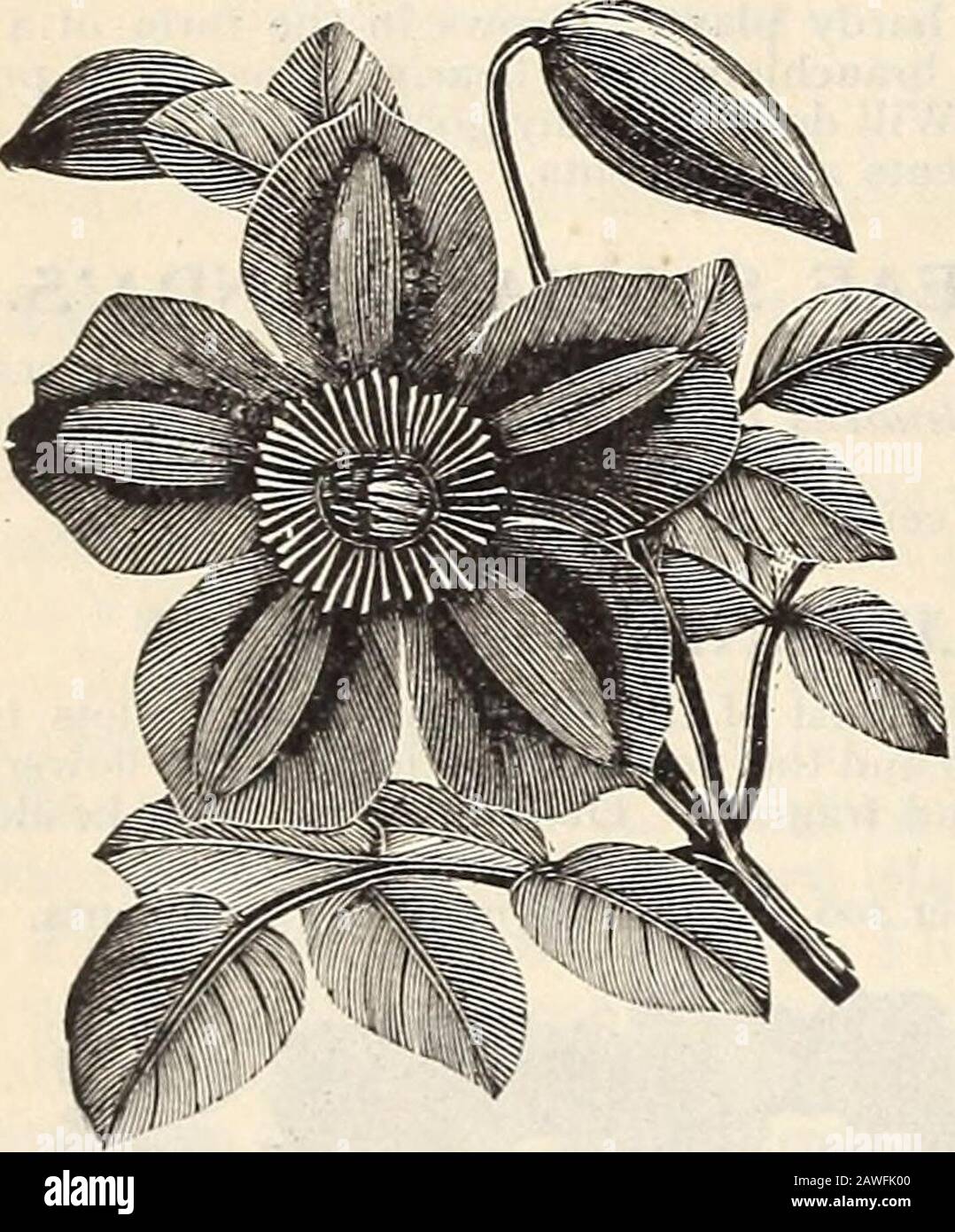 R& JFarquhar and Co'scatalogue, 1897 : reliable tested seeds plants, bulbs fertilizers tools, etc. . CLEMATIS iWICLLATA. of climbing plants; purple. Each, .50 to I.oo. CLEflATIS. of hardy, free-flowering climbers. Plants of our importation, A most beautiful clastrong and finely rooted. Paniculata. This lovely white variety, with its thousands of fleecy,small, star-like flowers, is one of the finest climbing plants known. Itbears so profusely and in such dense but airy clusters that the wholeplant appears as one mass of bloom with dark shining foliageenough only to give effect to its beauty. It Stock Photo