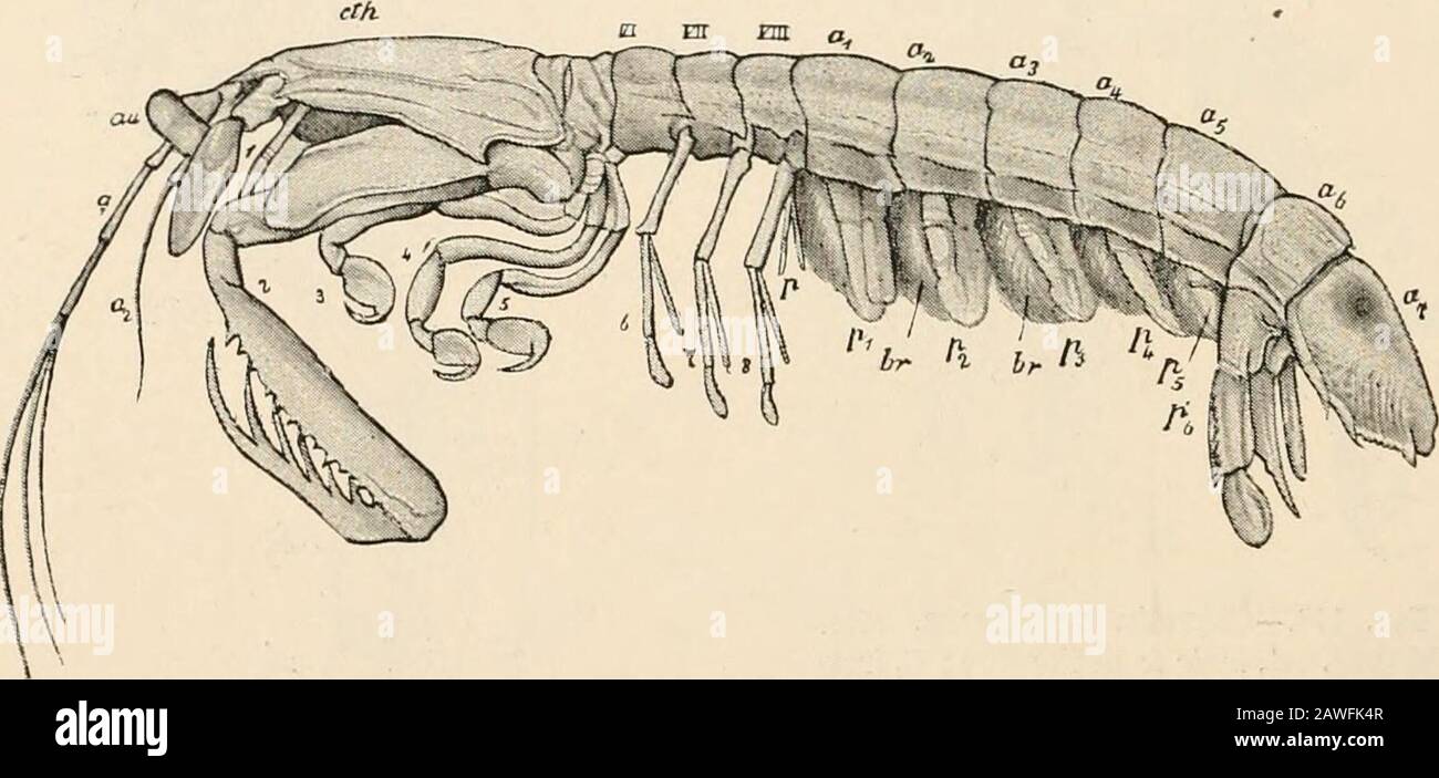Text-book of comparative anatomy . The divisions of the Bopyri