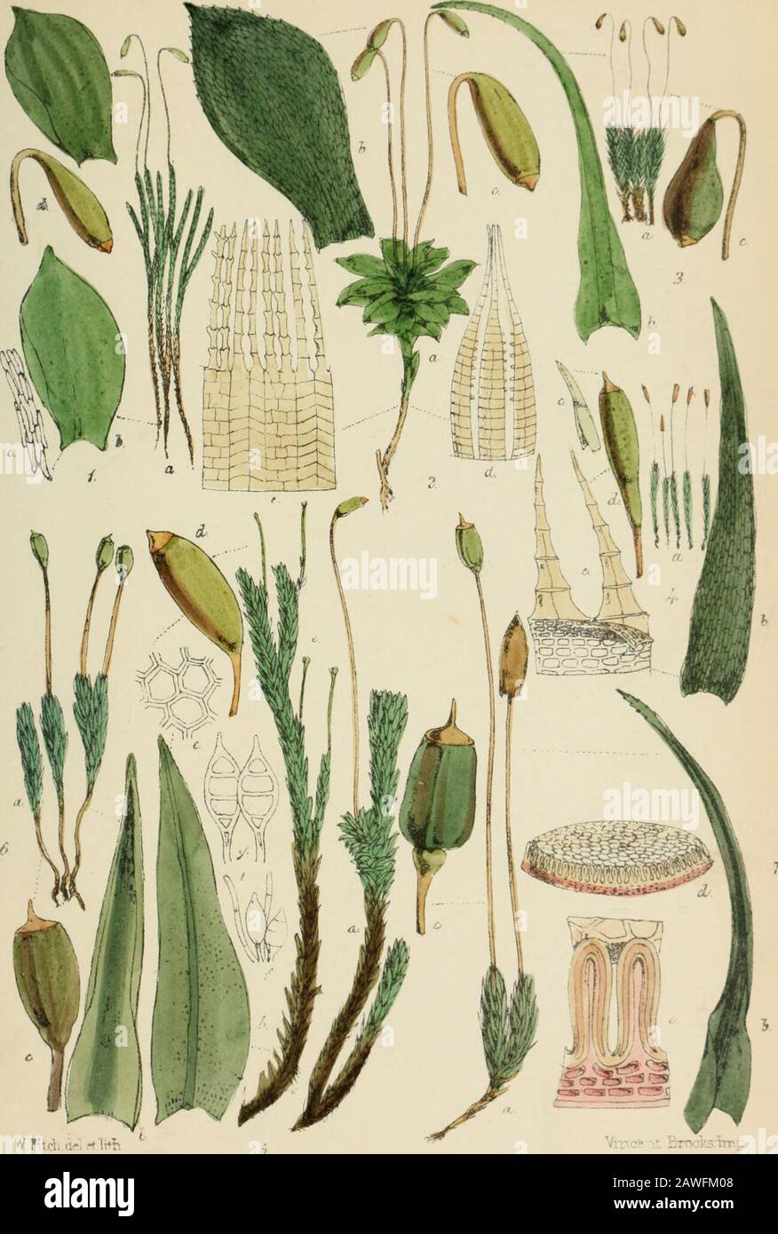 Handbook of British mosses : comprising all that are known to be natives of the British Isles . rn.p. PLATE XVIII. 1. Zieria julacea. a. plant, nat. size. b. leaf, magnified. c. leaf-cells, magnified. d. sporangium, magnified. 2. Bryiim roseum. a. plant, nat. size. b. leaf, magnified. c. sporangium, magnified. d. portion of outer peristome, magnified. e. portion of inner peristome, magnified. 3. Leptobryura pyriforrae. a. plant, nat. size. b. leaf, magnified. c. sporangium, magnified. 4. Orttodontium gracile. a. plant, nat. size. b. leaf, magnified. c. veil, magnified. d. sporangium, magnified Stock Photo