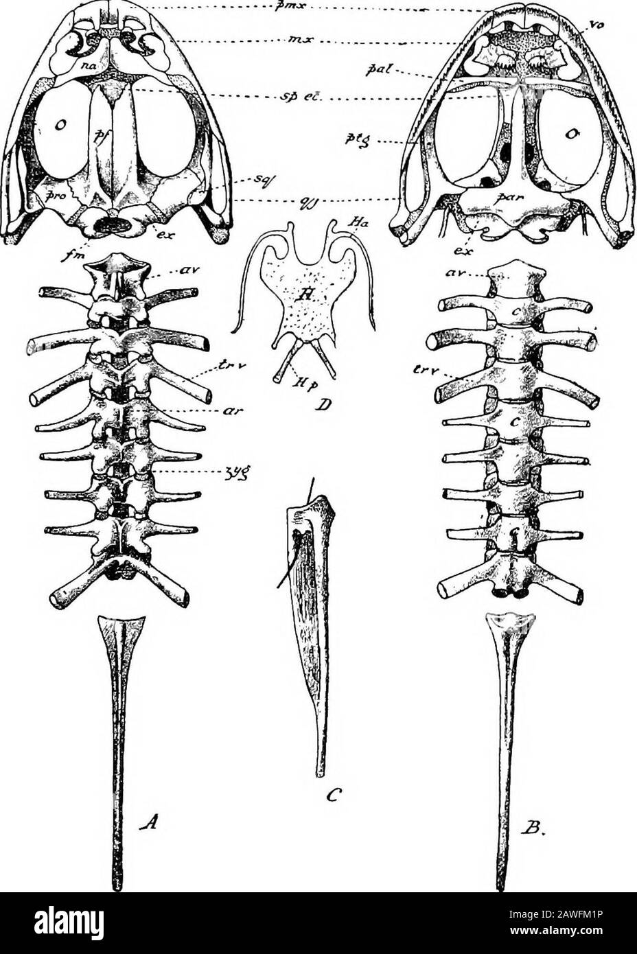 An introduction to the study of the comparative anatomy of animals . le of a certain amount of flexion, in virtue of the articula-tions of the centre and arches of its component vertebra. Thecolumn, especially its neural and transverse processes, servesfor the attachment of some of the most important muscles ofthe trunk. The skull is articulated to the first vertebra by two pro-minences, known as the occipital condyles, which fit into itstwo concavities. The skulls of all the craniate vertebrates (by which wemean those vertebrate animals which have a distinct head)present certain features in c Stock Photo