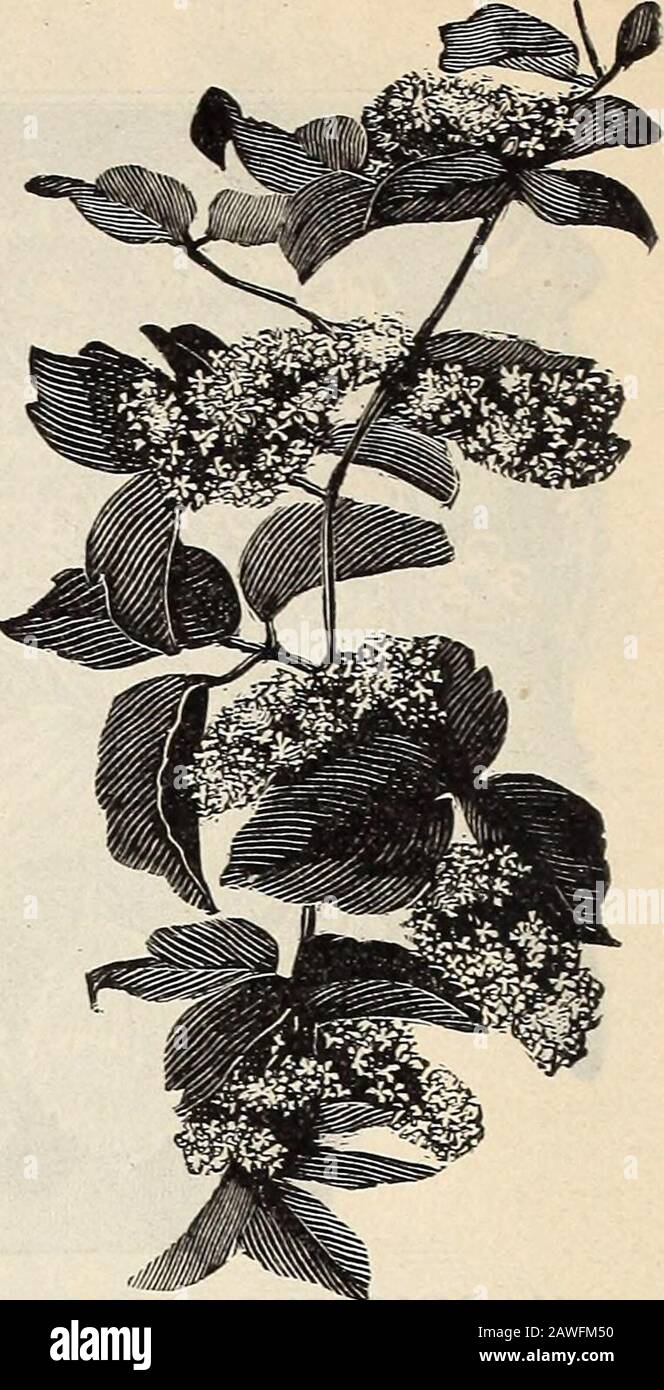 R& JFarquhar and Co'scatalogue, 1897 : reliable tested seeds plants, bulbs fertilizers tools, etc. . icuous and vig-orous vine; orange-scarlet. Each, .35. Euonymus Radicans. Green. Each, .25. Variegata. The best evergreen vine for the Northern States. For walls, rough fences, -etc., it is admirably adapted. Each, .25. Honeysuckle, Japan Variegated. Leaves yellow and green. Each, .35to .50. — Belgian. Very sweet; red and buff flowers. Each, .25 to .35. — Halls Japan or Halliana. From Japan; new, white, fragrant and fine. Each, .25 to .50. — Trumpet. Monthly blooming; scarlet flowers. Each, .25 Stock Photo