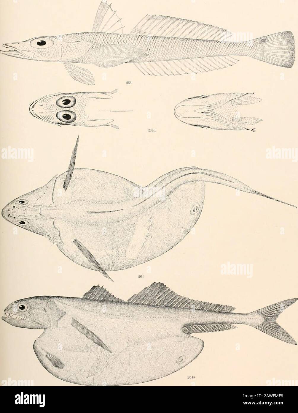 Oceanic ichthyology, a treatise on the deep-sea and pelagic fishes of the world, based chiefly upon the collections made by the steamers Blake, Albatross, and Fish Hawk in the northwestern Atlantic, with an atlas containing 417 figures . 261a, 6. CkHTUNCULUS MICROFS. (p. 269.) 262a. b. COTTUNCCLUS THOMSONII. (p. 270.) GOODE AND BEAN — OCEAN 10 ICHTHYOLOGY. PLATE LXXIV.. 263, 263a, b. Hypsicometes gobioides. (p. 290.) 264,264a. Chiasmodom nicer, (p. 292.) GOODE AND BEAN.—OCEANIC ICHTHYOLOGY. PLATE LXXV. Stock Photo