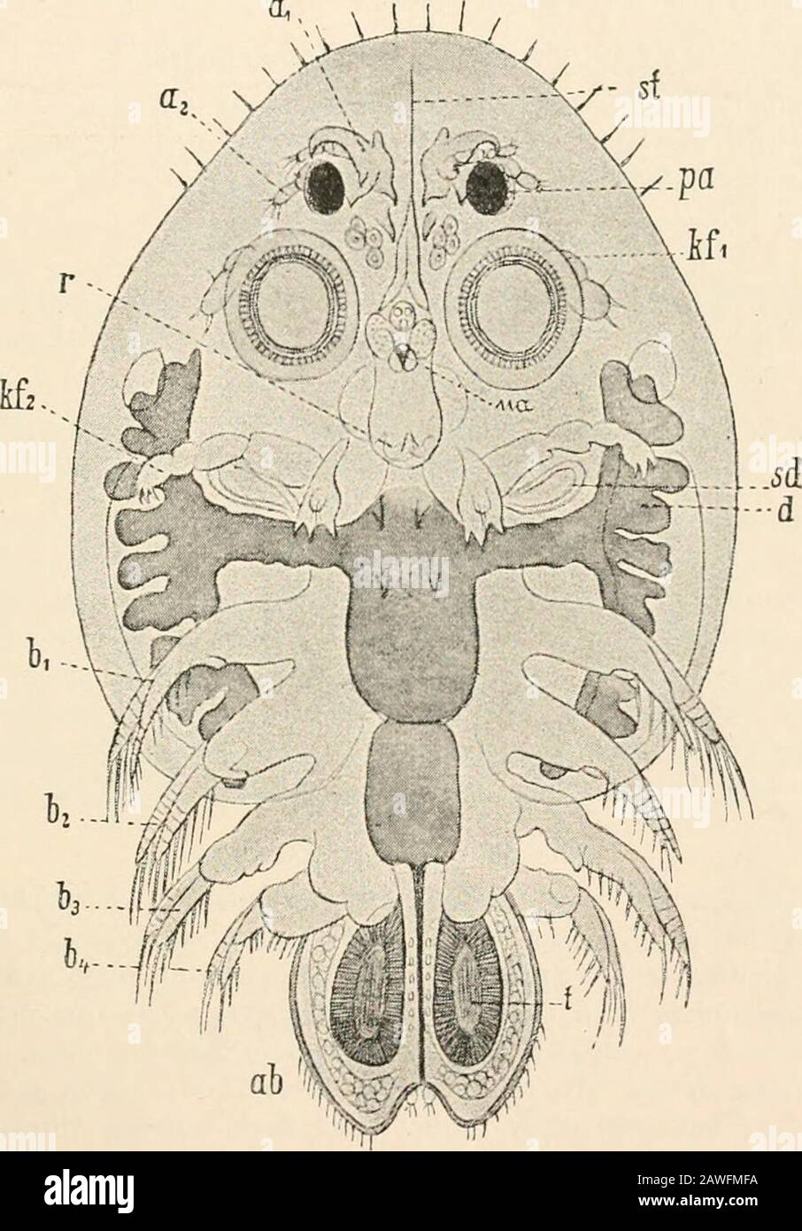 Text-book of comparative anatomy . CRUSTACEA—SYtiTEMATIG EEVIEW 291 sac-shaped. The females carry about the fertilised eggs in a paired or unpairedovisac. Gills are wanting. Free-living or commensal Copepoda: Cyclops, Cantho-tus, in freshwater; Cetochilus, Clausocalaiius (Fig. 194), marine; Notodelphys,commensal in the branchial cavity of the Ascidians. Parasitic Copepoda : Corycceus,Xlj/i/iiriiia (some of which are only occasionally or temporarily parasitic), Chondra-canthus, Caligus, Lerncea, Lcrnceocera, Pcnella, Lcrnanthropus, Lernceascus, Achtheres,A nchorella. Sub-Order 2. Branchiura (Ar Stock Photo