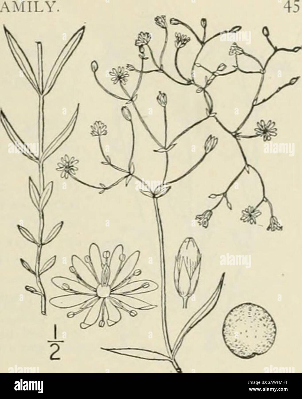 An illustrated flora of the northern United States, Canada and the British possessions : from Newfoundland to the parallel of the southern boundary of Virginia and from the Atlantic Ocean westward to the 102nd meridian; 2nd ed. . a. May-June. CHICKWEED FAMILY 9. Alsine longifolia (Aluhl.) Britton.Long-leaved Stitchwort. Fig. 1757. Stellaria longifolia Muhl.; Willd. Enum. Hort. Ber. 479. 1809.5. ^ramiiica Bigel. FI. Bost. no. 1814. Not L. 1753.Stellaria Fricsiatia Ser. in DC. Prodr. i : 400. 1824.A. longifolia Britton, Mem. Torr. Club 5: 150. 1894. Weak, glabrous, or the stern rough-angled,free Stock Photo