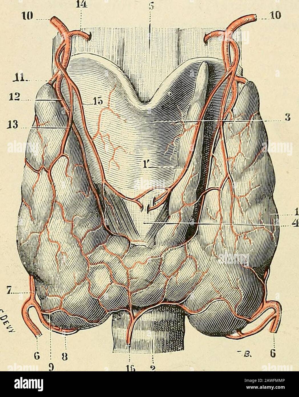 Traité d'anatomie humaine . te ; des rameaux descendants, quise perdent dans  les muscles et dans lamuqueuse du larynx. 3° Vartère laryngée  inférieure(fig. 103,15), beaucoup plus grêle quela précédente, se porte sur