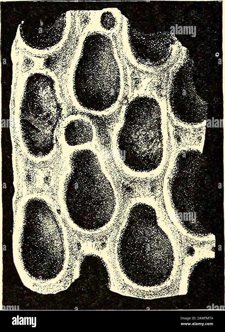 A guide to the fossil invertebrate animals in the Department of geology ...
