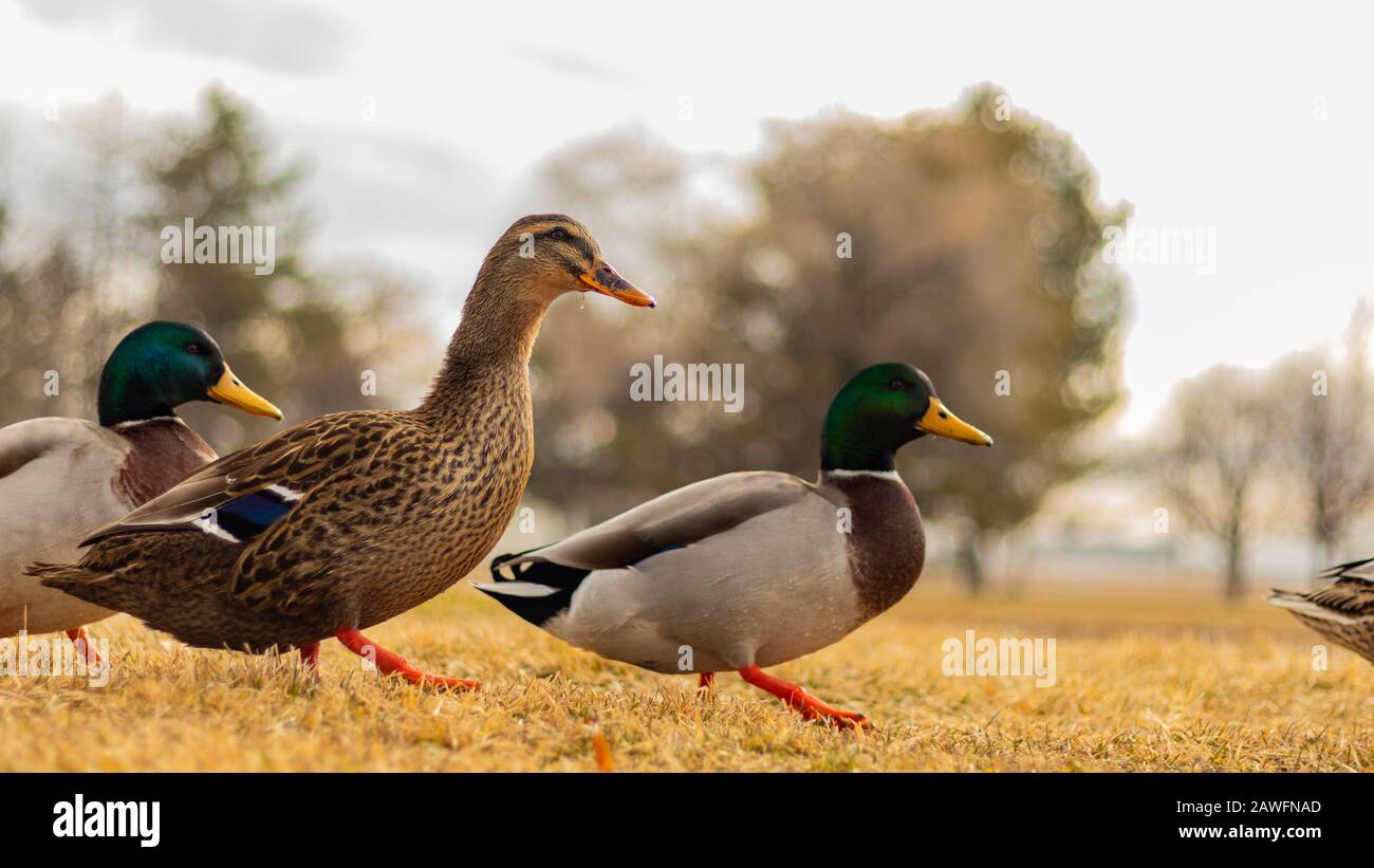 Ducks walking in the grass Stock Photo