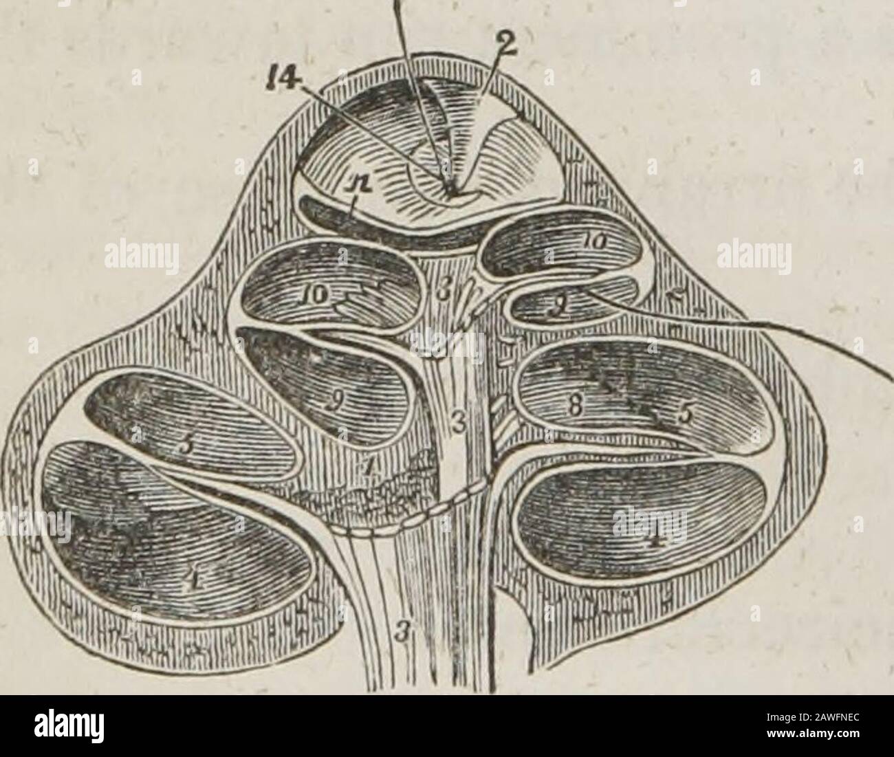 A system of human anatomy, general and special . il shell) forms the anterior portion of the labyrinth, cor-responding by its apex with the ante-rior wall of the petrous bone, and byits base with the anterior depressionat the bottom of the cul de sac of themeatus auditorius internus. It con-sists of an osseous and graduallytapering canal, about one inch and ahalf in length, which makes two turnsand a half spirally around a centralaxis called the modiolus.The central axis or modiolus is large near its base where it corre- * The cochlea divided parallel with its axis, through the centre of the m Stock Photo