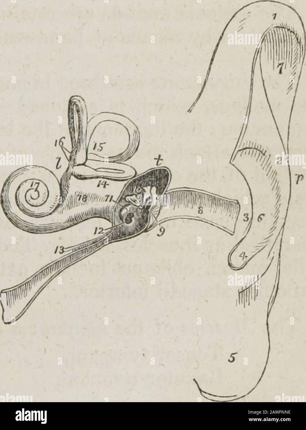 A system of human anatomy, general and special . 1. Theupper parf of the helix. 2. The antihelix. 3. The tragus. 4. The antitragus. 5. Thelobulus. 6. The concha. 7. The upper part of the fossa innominata. 8. The meatus.9. The membrana tympani, divided by the section. 10. The three little bones, crossingthe area of the tympanum, malleus, incus, and stapes ; the foot of the stapes blocks up thefenestra ovalis upon the inner wall of the tympanum. 11. The promontory. 12. Thefenestra rotunda; the dark opening above the ossicula leads into the mastoid cells. 13.The Eustachian tube; the little canal Stock Photo