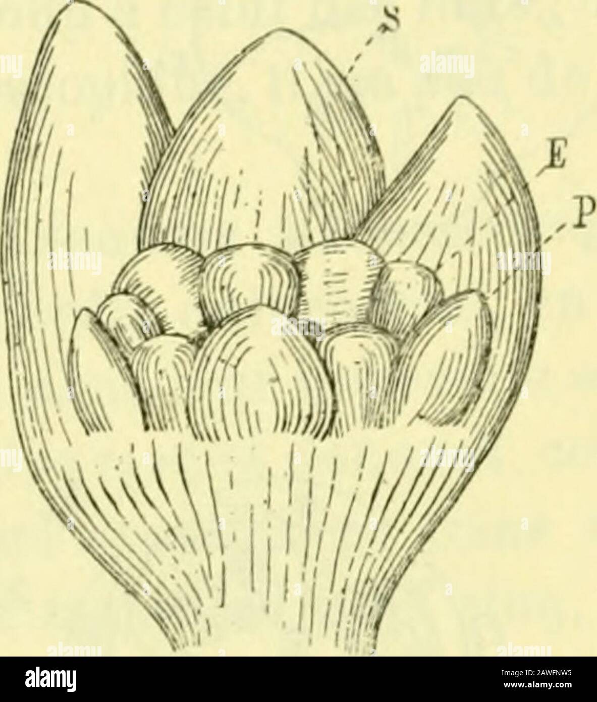 Actes de la Socilinnnne de Bordeaux . FKiURE 78.Ailantlius glanâidosa. Cou-pe dun jeuae bourgeonfloral passant dans linter-valle de deux mamelonssépalaires (.V), (P, E) ma-melon double montrant lesinitiales du pétale et lespremiers cloisonnementscellulaires de létaminesuperposée. (Gross. = 160.) Histogenèse. — Cette méthode vient en-core démontrer lanalogie qui existe entrele développement floral de cette espèce etcelui des Kues. Les divers verticilles sontconstitués comme dans les autres fleursobdiplostémones et évoluent de la mêmemanière (fig. 78). La seule différence con-siste en ce que cha Stock Photo