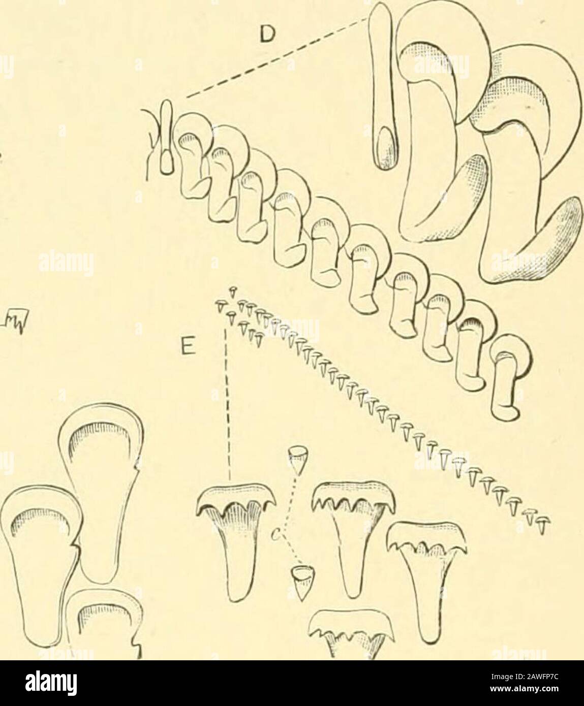 The Cambridge natural history . Fig. 140.—Portions of the radula of A, Hyalinla nitidula Drap., Yorkshire, with centraltootli, first lateral, and a marginal very highly magnified; B, Helix jwmatia L.,Kent, showing central tooth, laterals, and one extreme marginal, the two formeralso highly magnified ; C, Orthalicus undatus Brug., Trinidad, with three lateralshighly magnified ; D, Cylindrella rosea Pfr., Jamaica, central tooth and laterals,the same very highly magnified ; E, Achatinella vulpina Fer., Oahii, central tooth(f) and laterals, the same highly magnified. 140, E); (^) central tooth sma Stock Photo