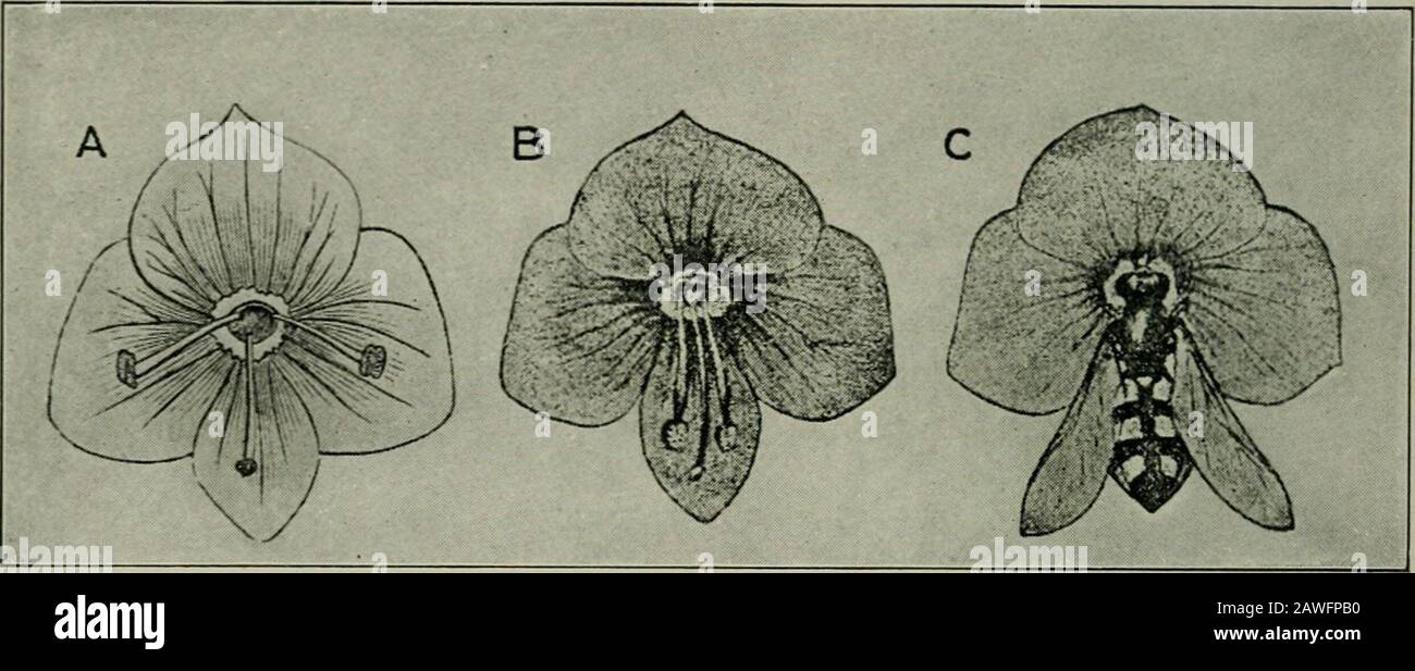 The flower and the bee; plant life and pollination . Fig. 83. Dutclimans-Pipe. Aristolochia SiphoA fly-flower hover-flies or SyrphidcB. They feed on both pollen and nectar,and are found on many different species, their long tongues en-abling them to reach the nectar in many bee-flowers. Thereare several small flowers adapted to pollination by the hover- 171 THE FLOWER AND THE BEE flies, the most common being the speedwells, tender little herbsof the genus Veronica, which grow in our gardens, lawns, andmeadows. When June is a wet month the thyme-leaved speed-well {Veronica serpyllifolia) is abu Stock Photo