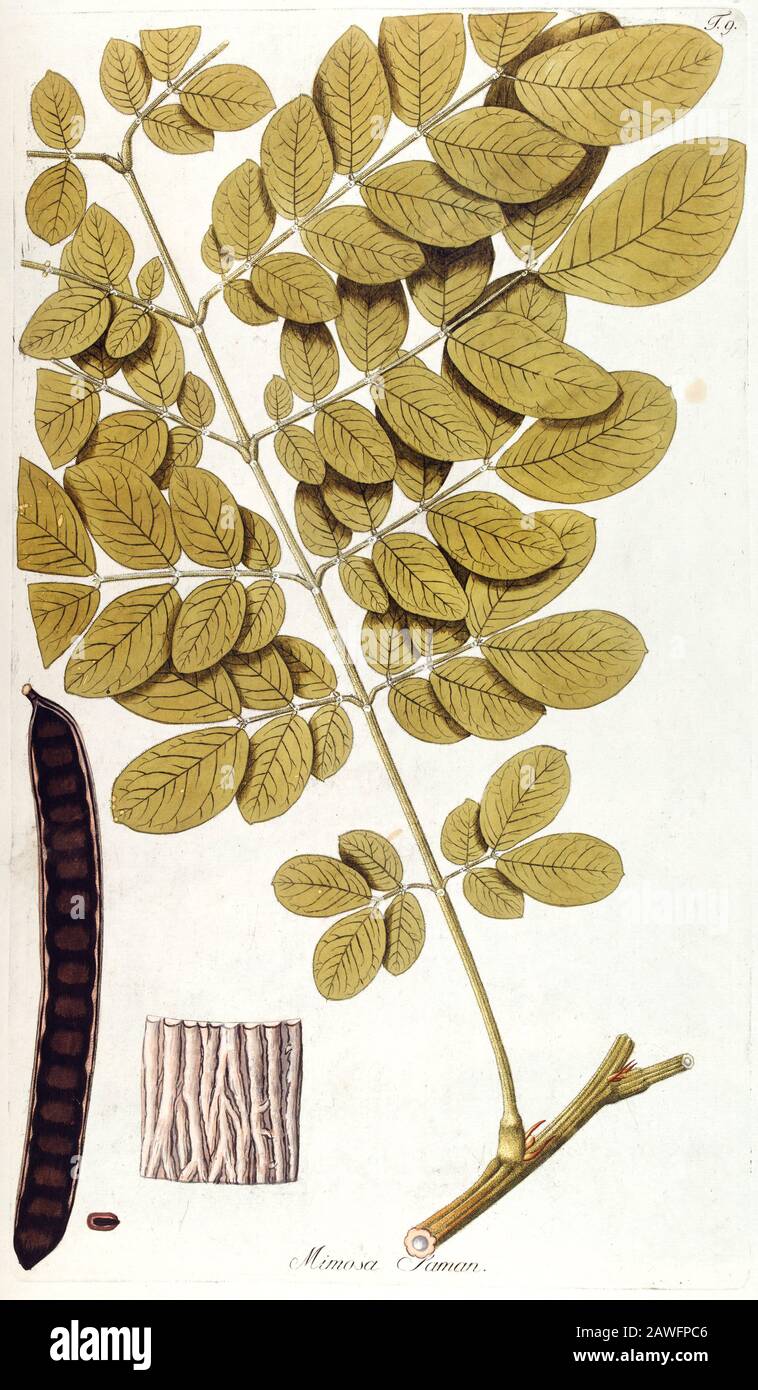 Hand painted botanical study of flower anatomy from Fragmenta Botanica by Nikolaus Joseph Freiherr von Jacquin or Baron Nikolaus von Jacquin (printed in Vienna in 1809) Stock Photo