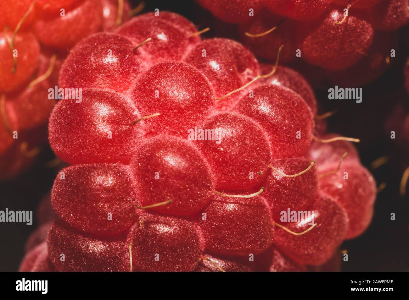 Fresh raspberry close up. ripe raspberries. red berry macro background ...