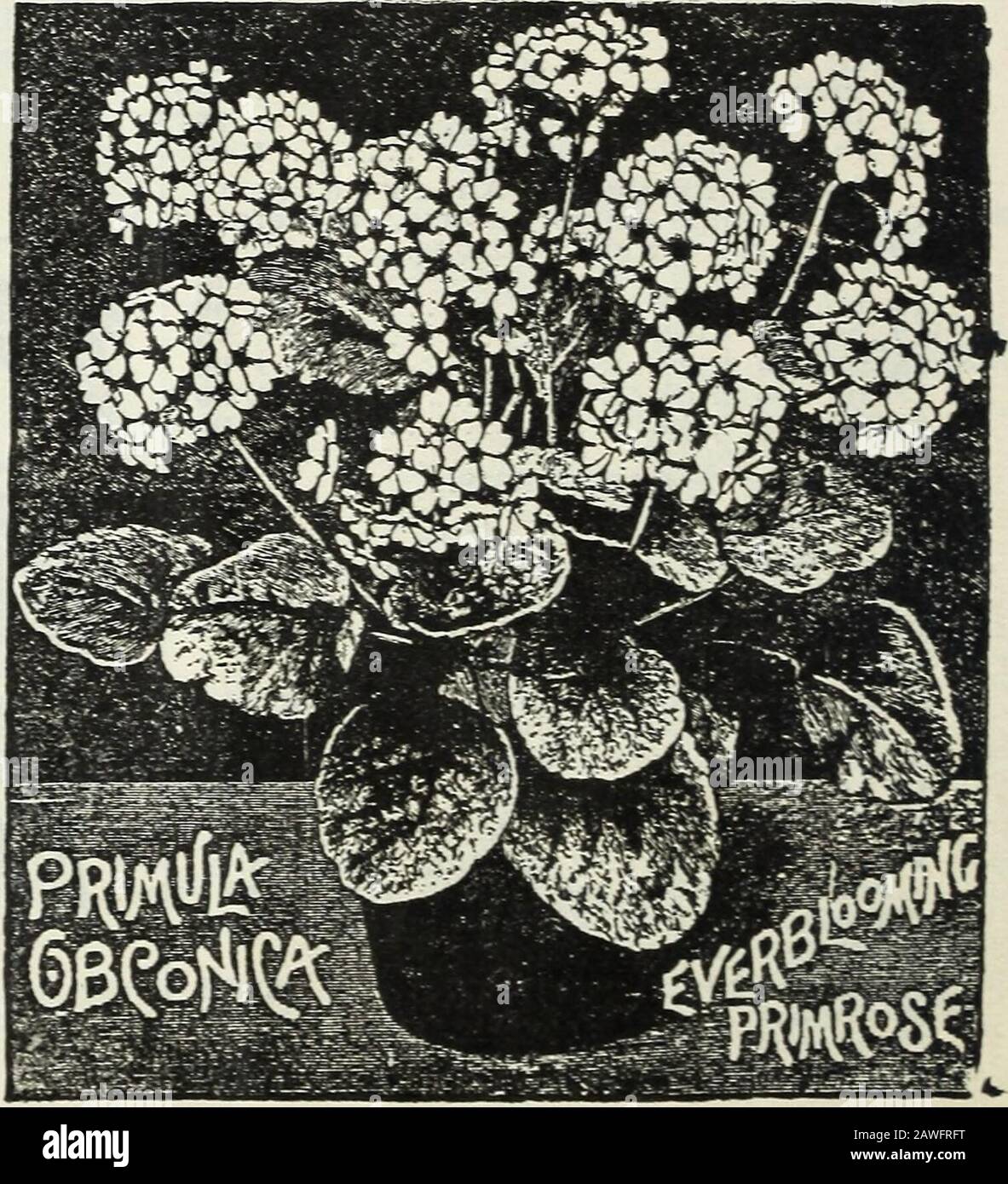 Bulbs and plants : autumn 1906 . y—Each, 15c;large plants, 25c to $1.00. Tradescantia — (Wander-ing Jew)—Indispensable forvases and baskets; in va-riety. Each, 10c. Vinca—Green and varie-gated varieties, for vasesand baskets. Each, 15c to25c. Forbesi—(The Baby Primrose)—Theflowers are very graceful, not quitehalf an inch across and are of a mostpleasing rose color; stems long; re-main fresh a long time after cutting.Each, 15c to 25c. SANSEVIERIA ZEYLANICA. A most remarkable plant, highly or-namental and very easily grown. Fewplants equal it for house culture. Gas,dust, heat, cold, drought or o Stock Photo
