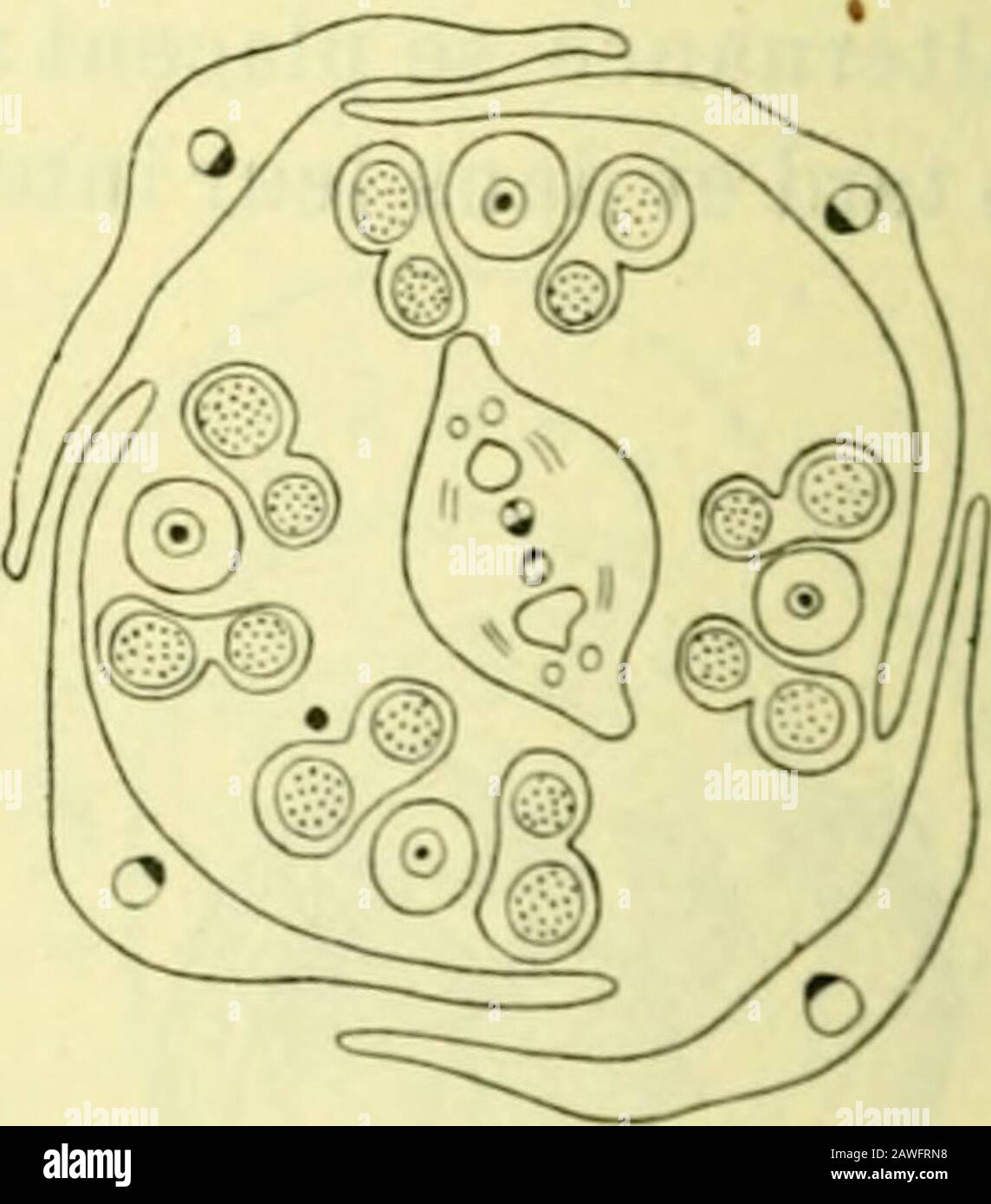 Actes de la Socilinnnne de Bordeaux . Figure 74. — Ptelea trifoliala. — Distribution des faisceaux fibro-vasculaires dans une fleurtétramère. — A, coupe au niveau du podieelie, les sépalaires se sont décloublés pour four-nir un rameau à landrocoe (E), les faisceaux intermédiaires commencent à se diviser{P -- c); B, les deux sépalaires ])OStérieurs sont plus inclinés que les deux autres, les fais-ceaux intermédiaires deviennent de plus en plus distincts; G, à la base du calice les péW-laires (P) se séparent des slaminaux et dos carpollaires ; D, les carpellaires déjà divisés seportent vers le Stock Photo