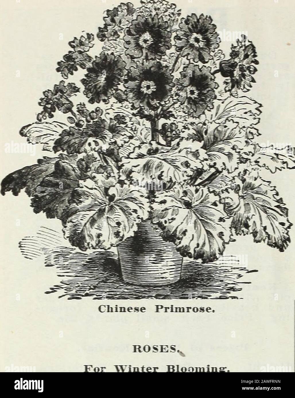 Bulbs and plants : autumn 1906 . Pandnnus Utilis. CURRIE BROS. CO.. MILWAUKEE, WIS.. PRIMULA. A very popular genus of plants, un-surpassed for parlor and conservatorydecoration, and for supplying cut flow-ers in winter. Chinese Single—We offer a largestock and magnificent strain of all va-rieties in white, pink, red, blue andblotched; very beautiful. Each, 25c. Obconica Grandiflora—An excellent*.^1Viw^s, house plant, blooms continually, sup-r^v^-^-vxL plying great quantities of pretty, deli-neate looking flowers, admirable for cut-ting. Color white, with a slight tingeof lilac. Each, 15c to 25 Stock Photo