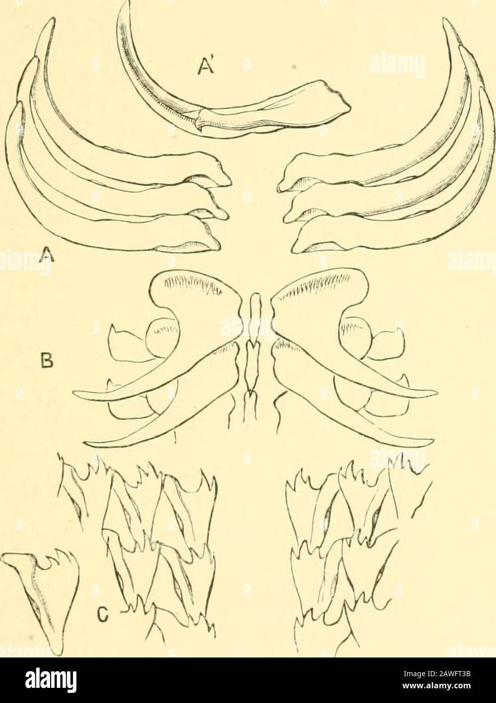 Limacoid The Cambridge natural history . a and Gadinia (Figs. 136 and 137, C ...