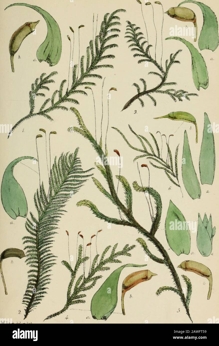Handbook of British mosses : comprising all that are known to be natives of the British Isles . PLATE XI. 1. Hypnum uncinatum. a. leaf, magiiified. b. sporangium, magnified. 2. H. Crista-castrensis. a, leaf, magnified, b. sporangium, magnified. 3. H. molluscum (different from the usual habit). a. leaves, magnified. b, sporangium, magnified. 4. H. cupressiforme. a. leaf, magnified. b. sporangium, magnified. 5. H. scorpioides. a. leaf, magnified. b. sporangium, magnified. c. male inflorescence, magnified. 6. H. demissum. a. leaves from before and behind, magnified. b. sporangium, magnified. 1 Pl Stock Photo