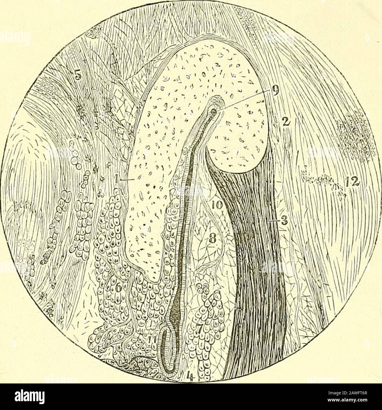 Quain's elements of anatomy . rger(fig. 375, i¥), and several smaller openings, which lead into irregularcavities, the mastoid cells, in the substance of the mastoid portion of thetemporal bone. These cells communicate for the most part freely withone another, and are lined by a thin mucous membrane continuous with 438 THE EAE. that of the tympanum. Behind the fenestra ovalis, and directed upwards,is a small conical eminence, called the pyramid., or miinentia jKqjillaris(fig. 374, 375, ^J?/). Its apex is pierced by a foramen, through which thetendon of the stapedius muscle emerges fiom a canal Stock Photo