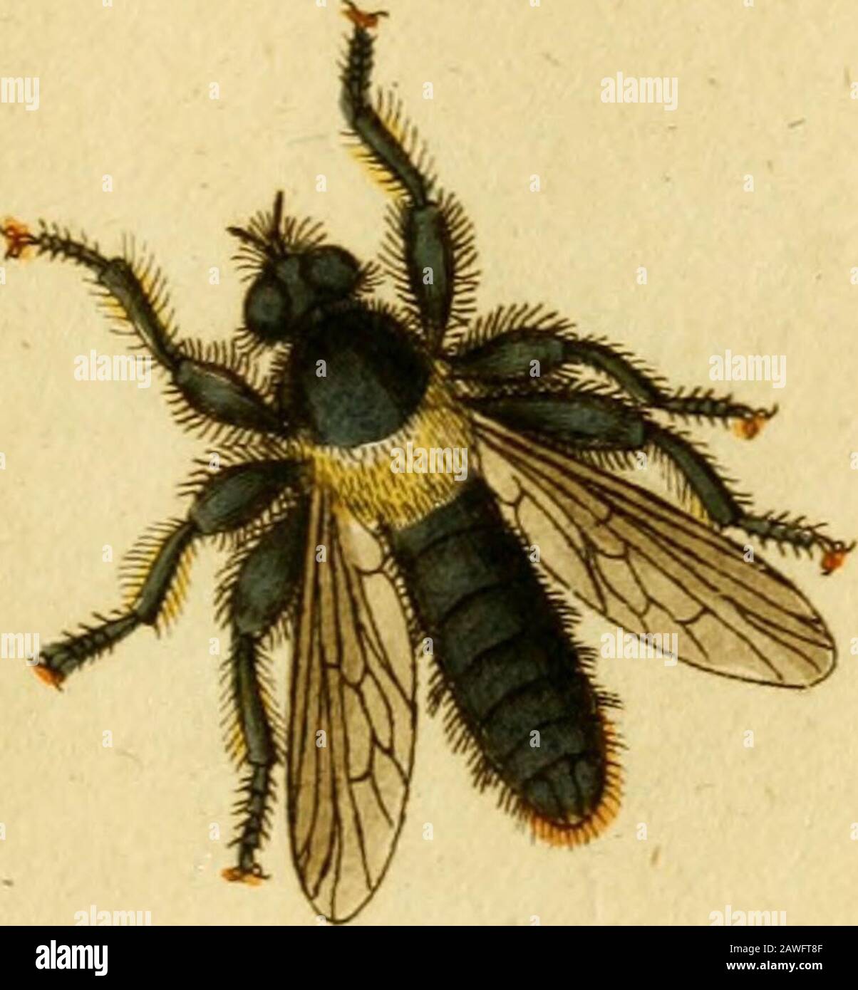 Favnae insectorvm Germanicae initia, oder, Deutschlands Insecten . ^z/rt/öma c^ulfici 5^7^/: ? Jc^r« TRITOMA dubia.Der zweifelhafte Staubkäfer: Tnfoma duhin: nigra elytris pedibusqne tei^taceis. Fa/;H«7. Gen. Inf, Msnt, p. 215. Spec. Inf. T. I. n.3. p. 80. Manc. Inf. T.I. n. 3. p. 44. Ent. fyft. T. 11. n. 5. p. 506.Amfoioma dubia: hemifphaerica nigra, elytris punctato-ftiiatis pedibusque rufxs: tibiis pofticis arcuatis. Kng. n. 12.Sphaeridiim ferrugineim. Herhfi Nat. d. K. IV. n. 5. tab. 57. fig. 5. E.Volvoxis dubia. Schneid. N. Mag. 5. n. 9. p. 540,Fanxer Ent. germ. I. n. 3. p. 344. Habitat f Stock Photo